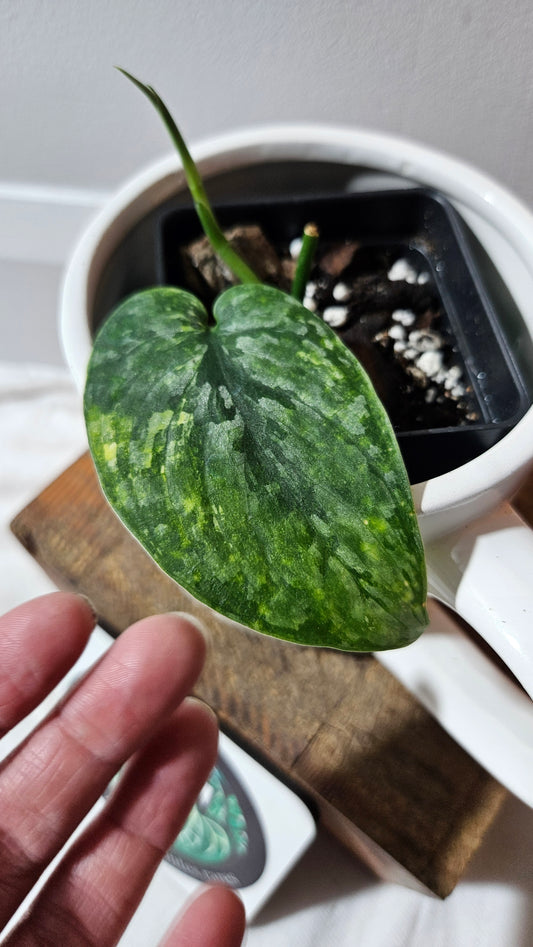 Scindapsus Léopard Variegata (SCI-1137)