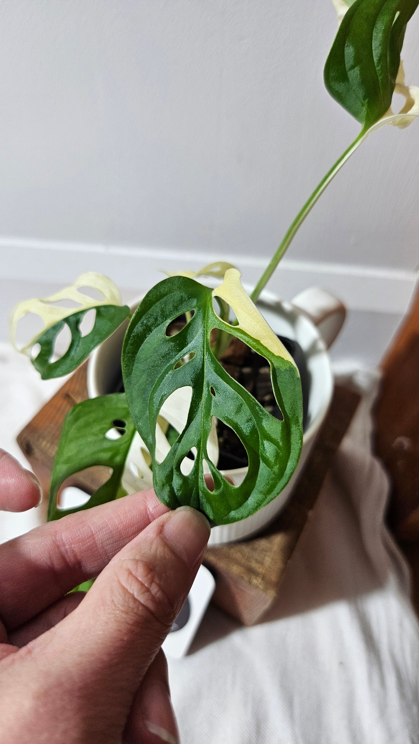Monstera Andasonii Albo (MON-481)