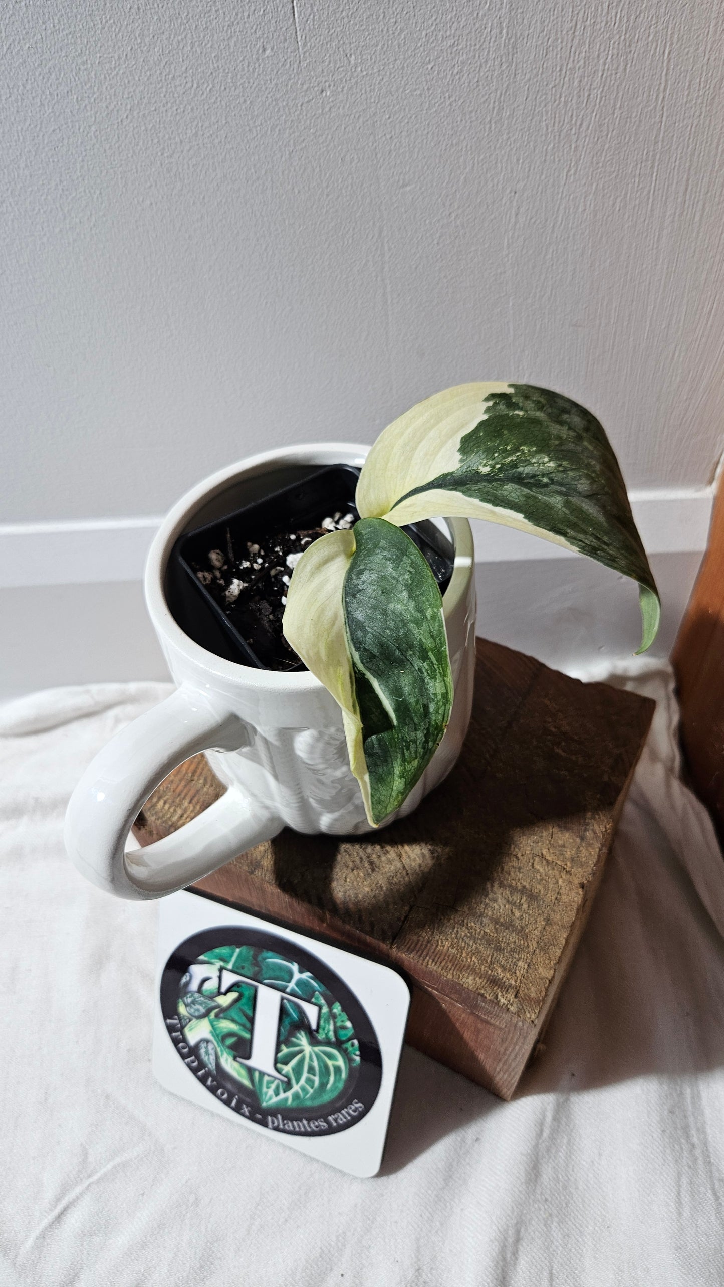 Scindapsus Silver Tattoo Variegata (SCI-1153)