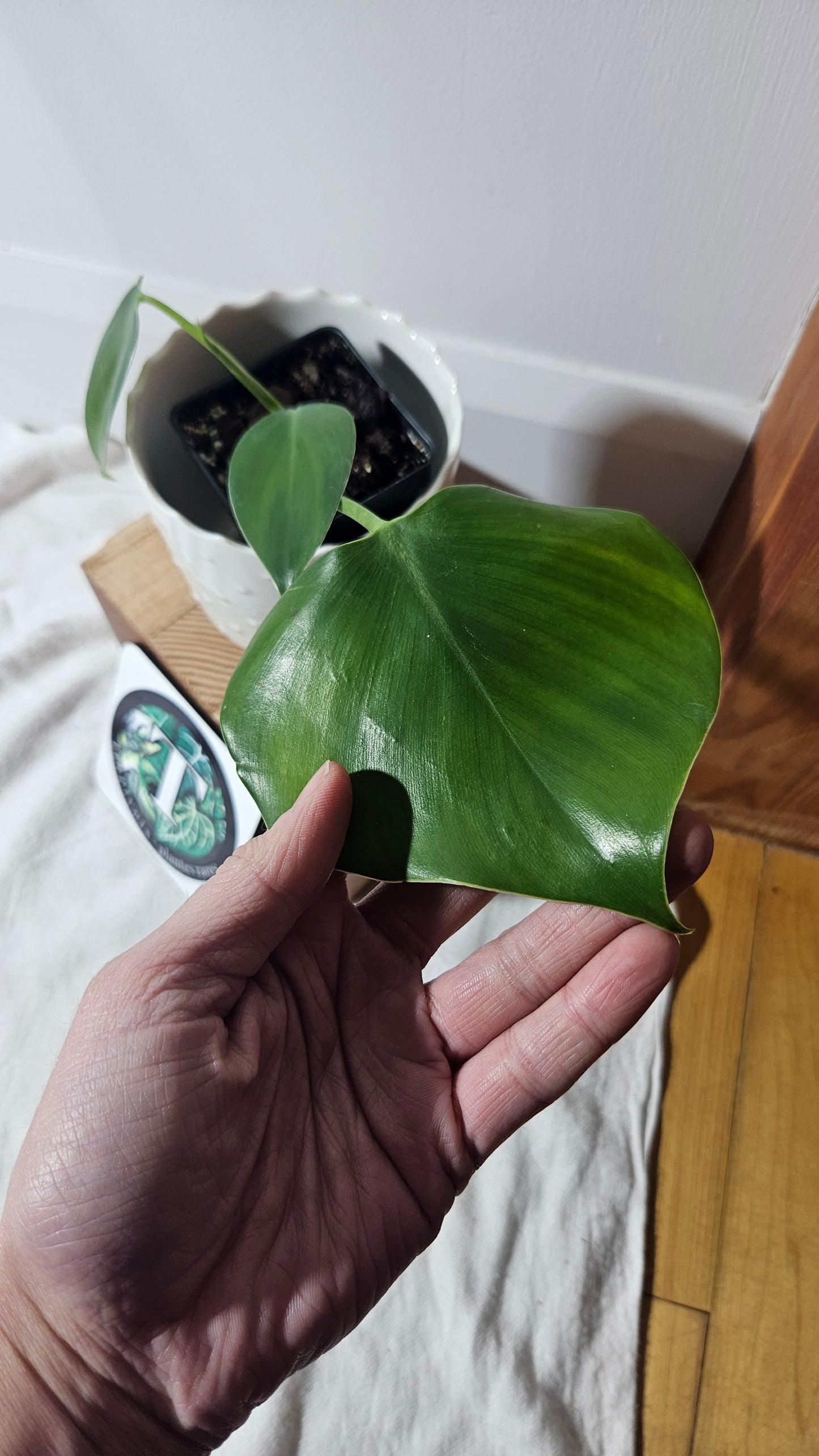 Philodendron Microstictum (PHI-659)