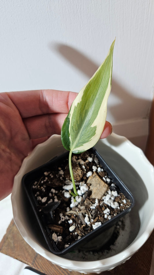 Philodendron Hederaceum Rio (PHI-820)
