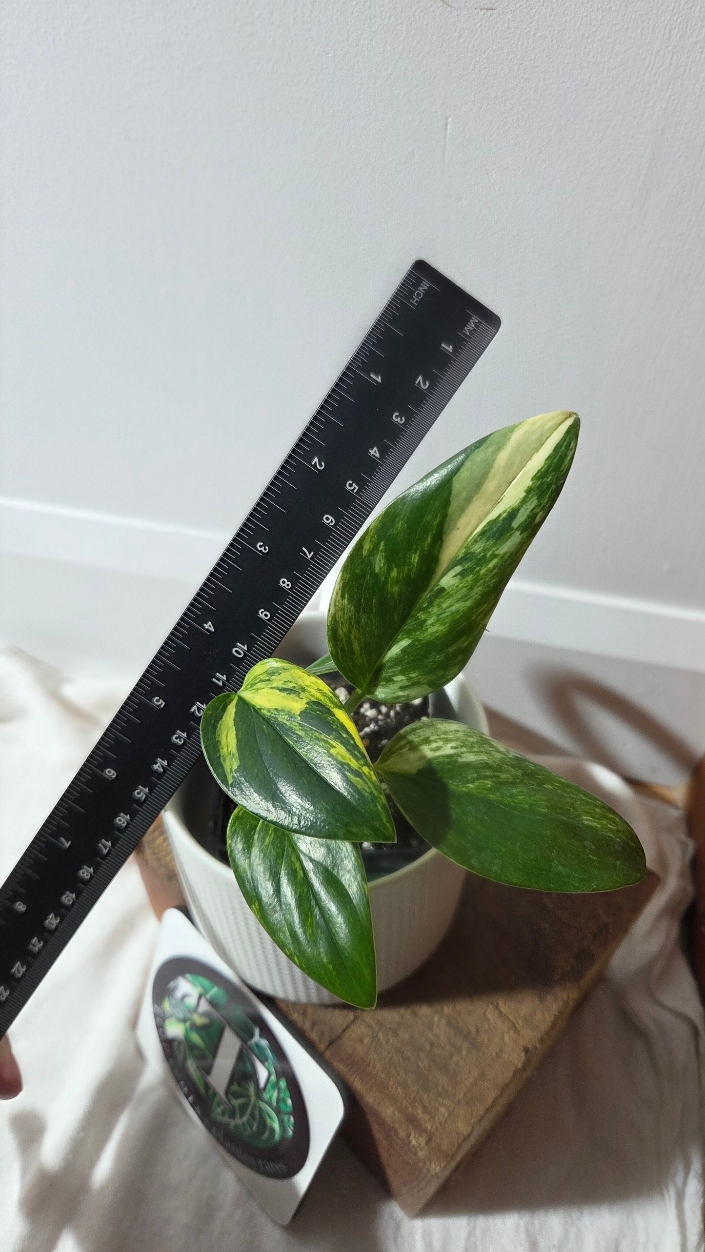 Monstera Standleyana Aurea (MON-262)