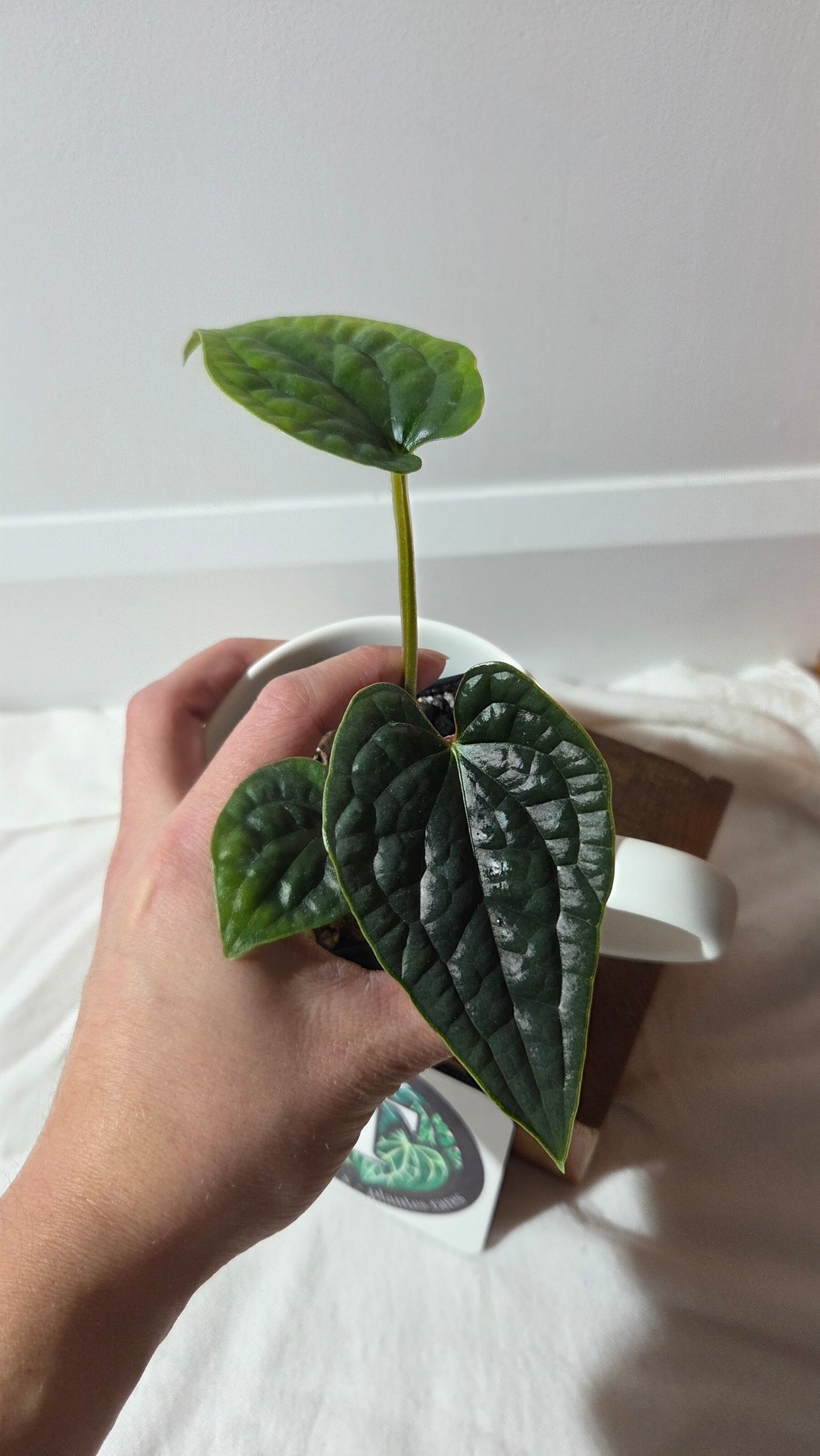 Anthurium Luxurians super Velvet  "format PETIT" (ANT-645)
