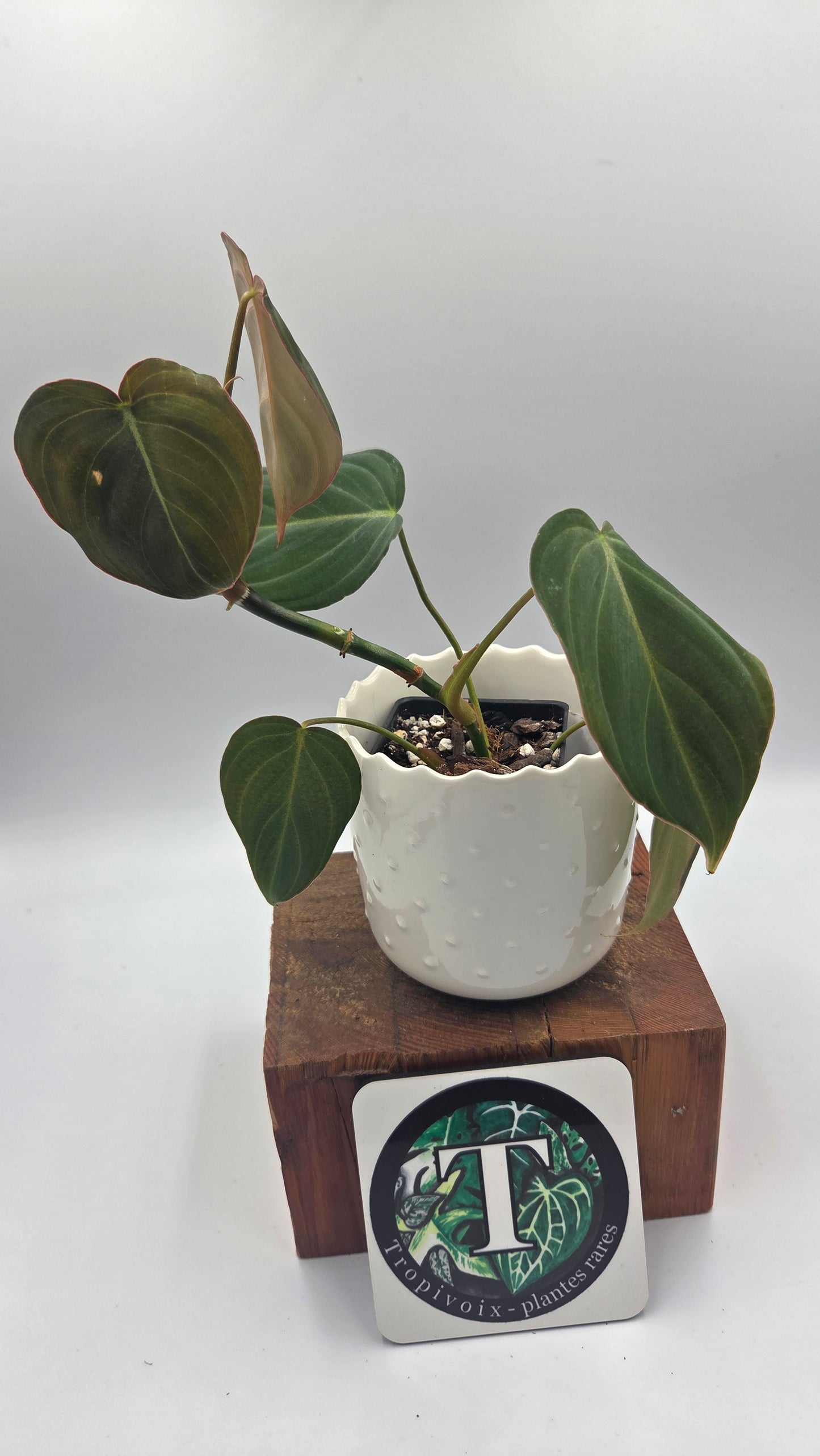 Philodendron Glorious (PHI-1039)