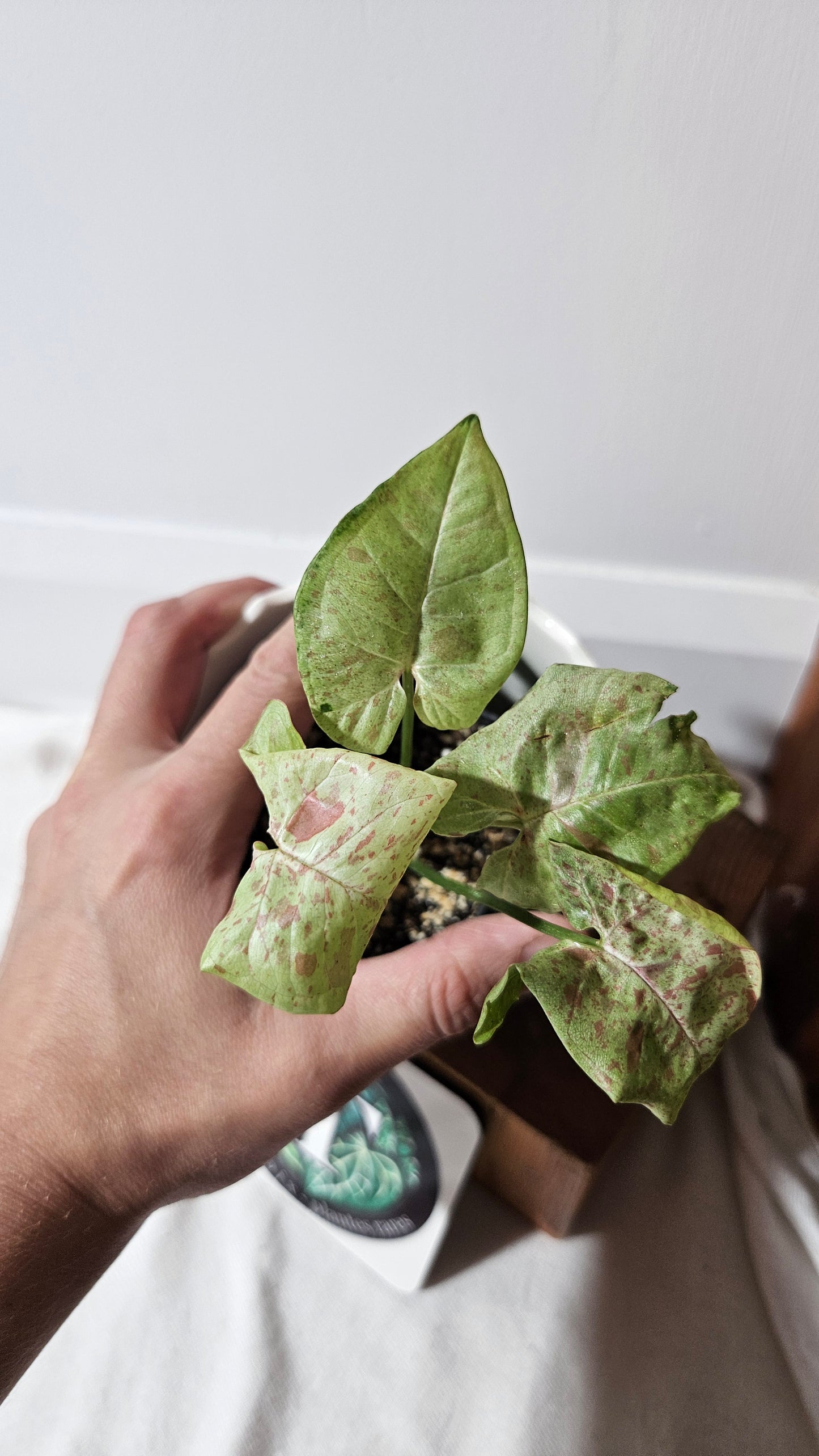 Syngonium Milk Confetti (SYN-454)