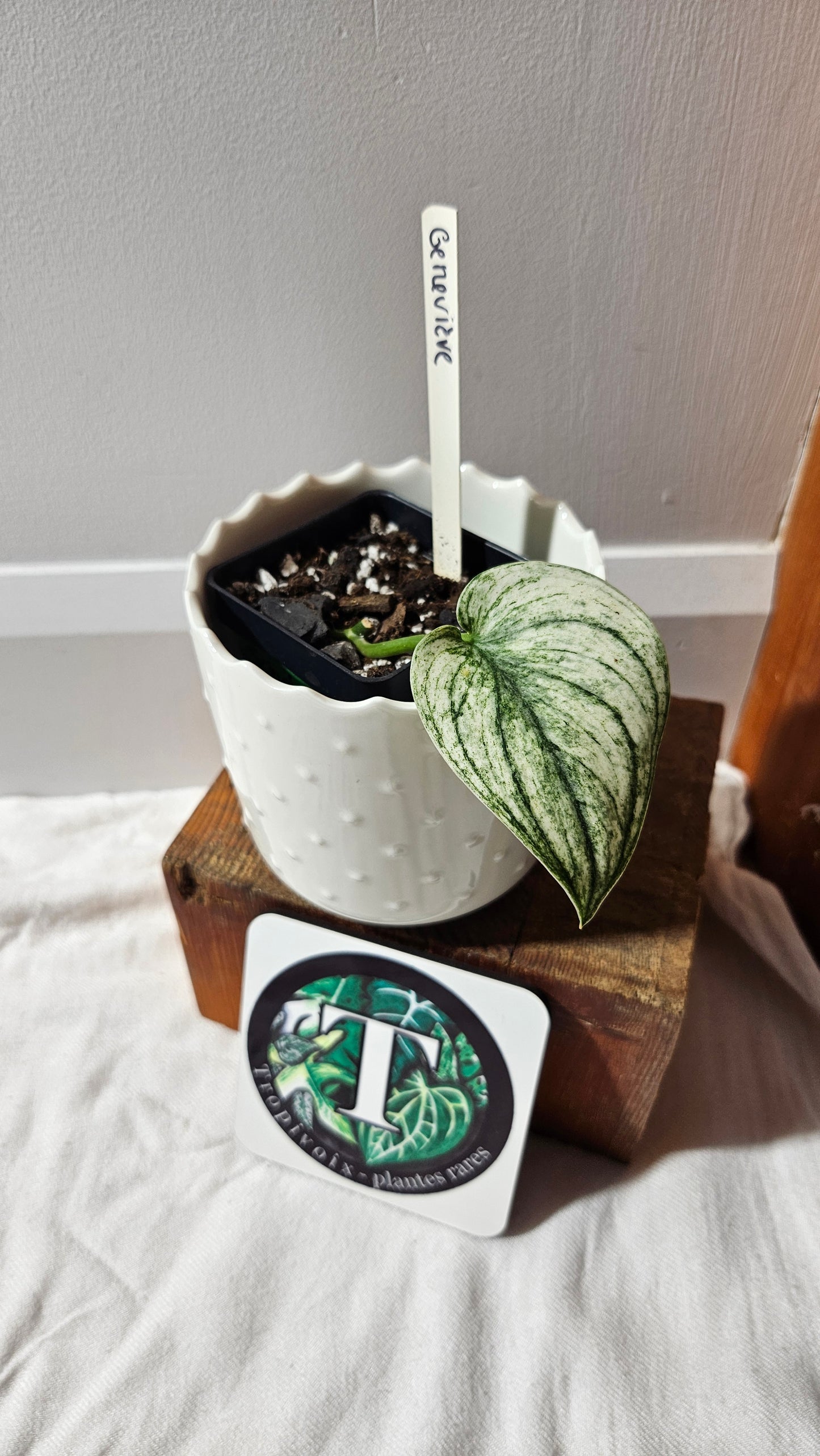 Scindapsus Jung jung Buih Mutation (SCI-1184)