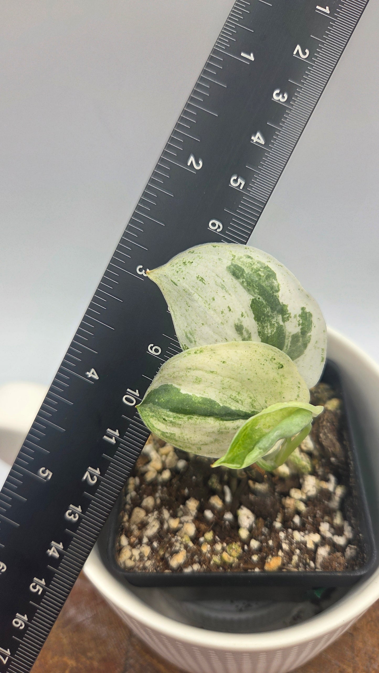 Scindapsus Satin Hapmun/Halimun (SCI-921)