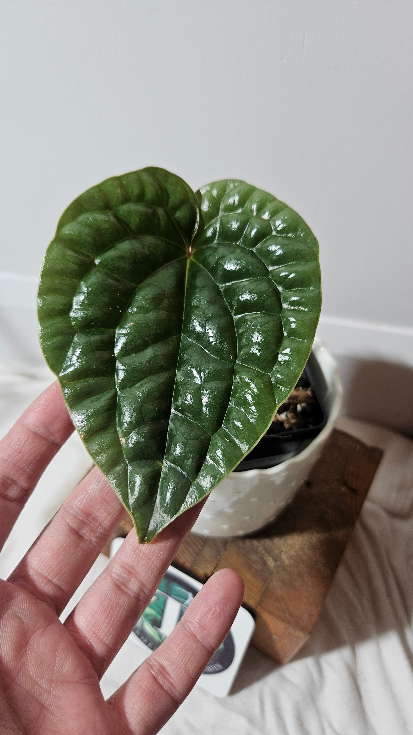 Anthurium Luxurians Velvet Sharp "format PETIT" (ANT-165)