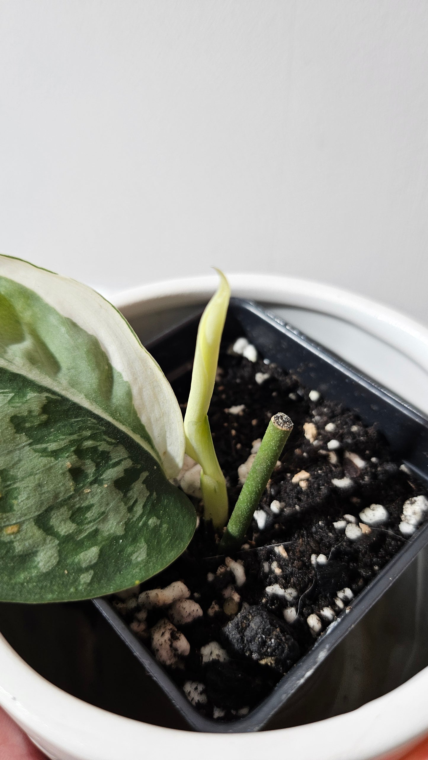 Scindapsus Simbara Mutation (SCI-1312)