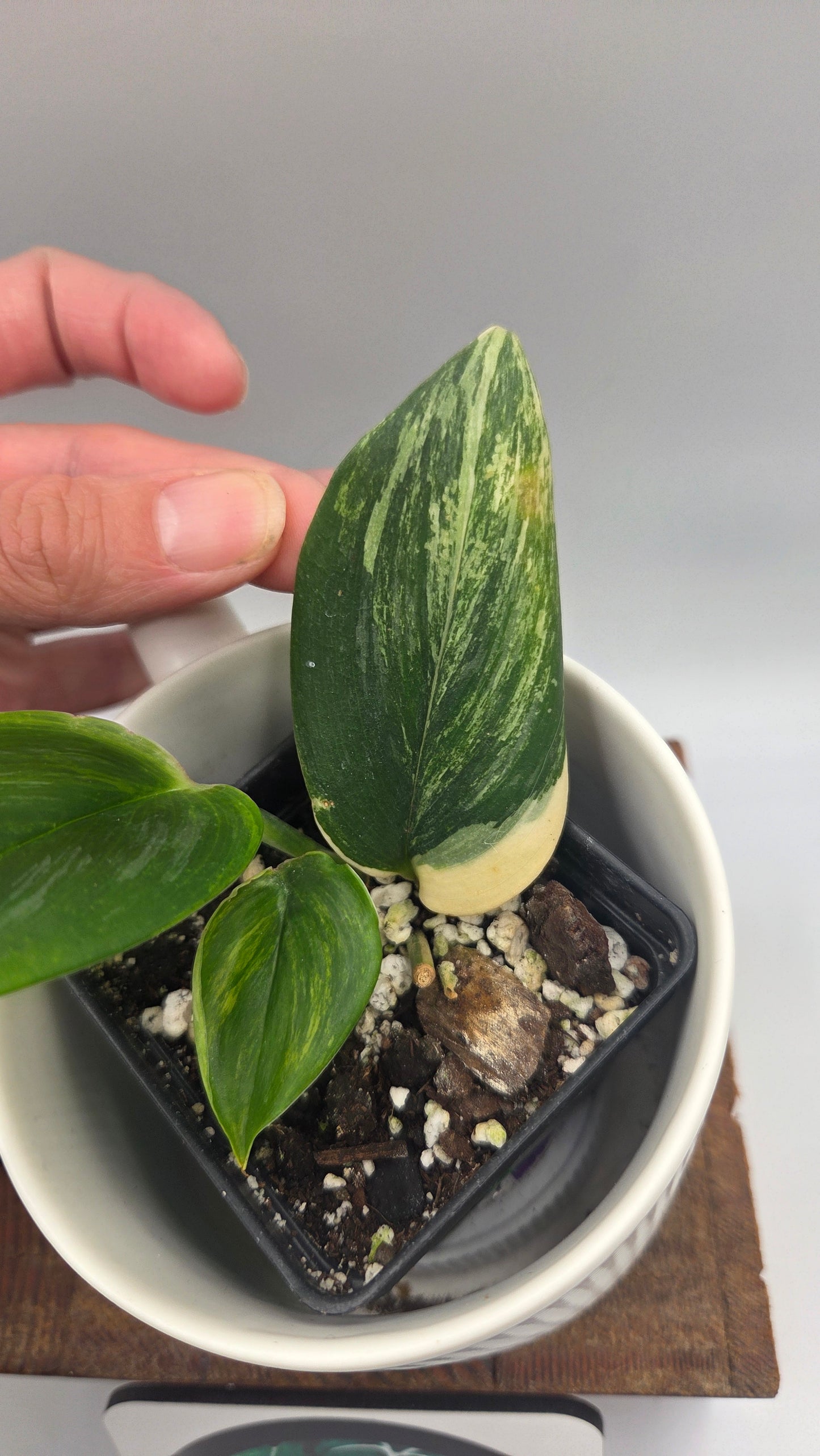 Scindapsus Rubicon (SCI-1472)