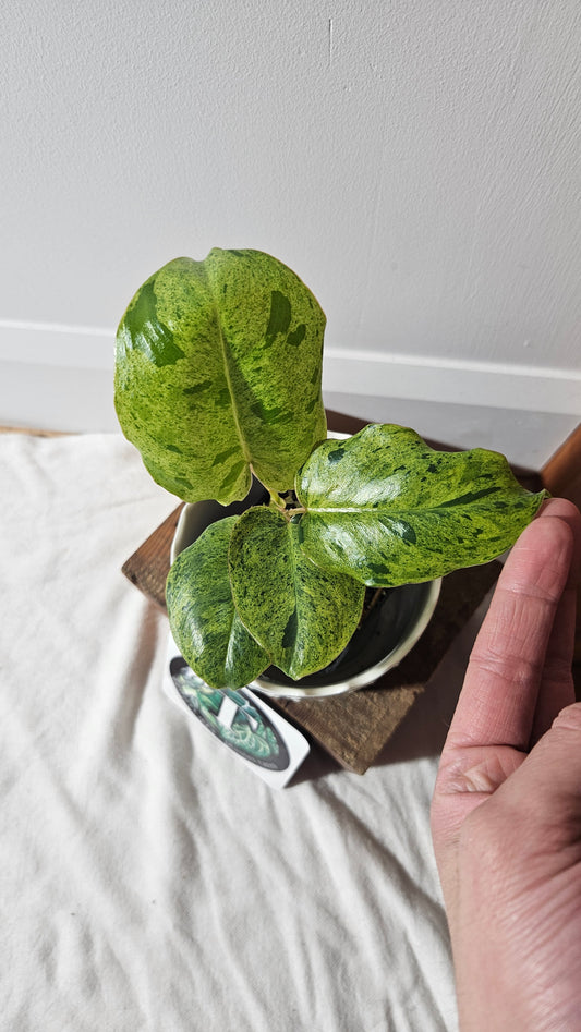 Philodendron BurleMarx Variegata  X Paraiso Verde (PHI-760)