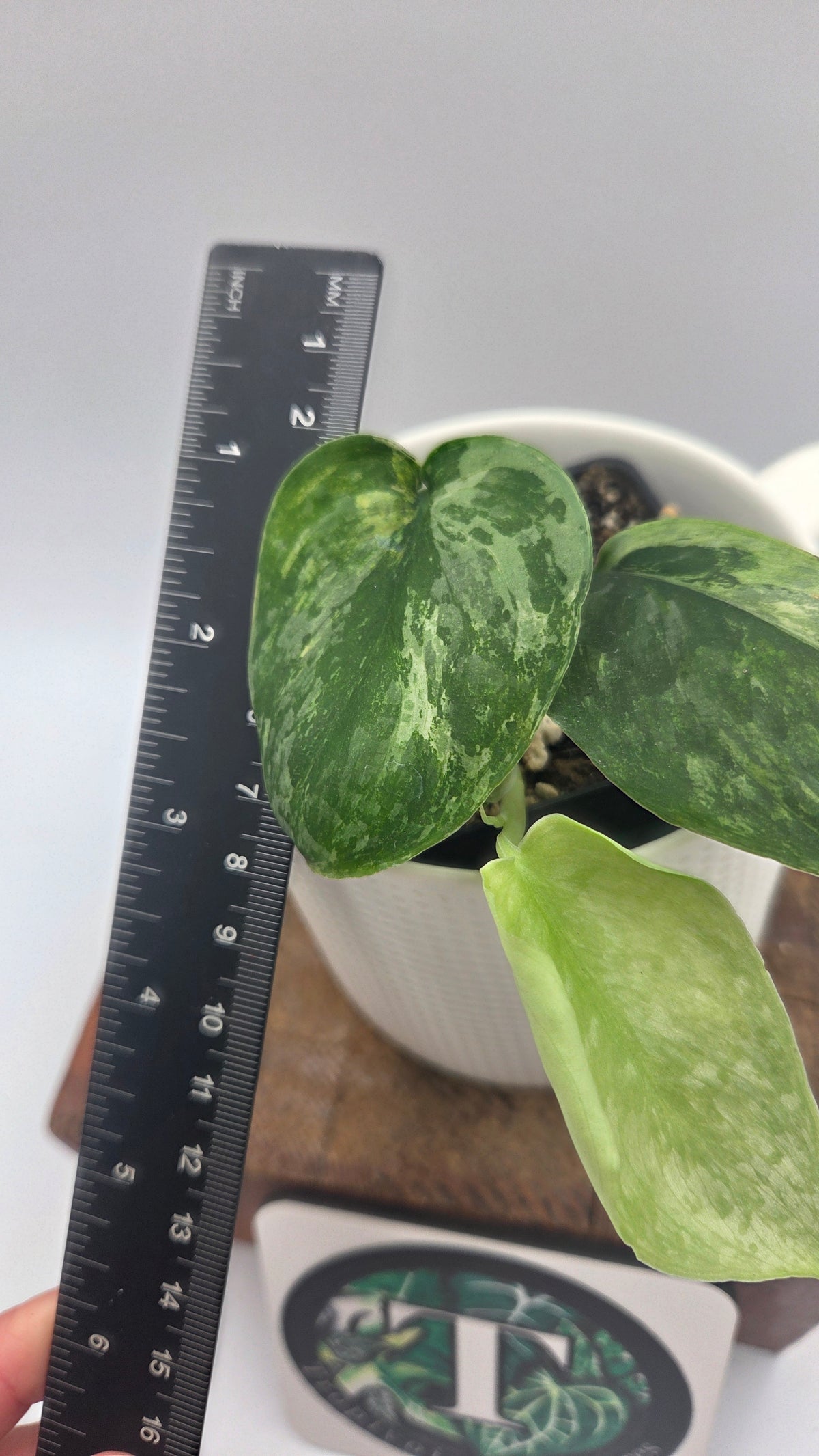 Scindapsus Silver Splash Dark Variegata (SCI-1526)