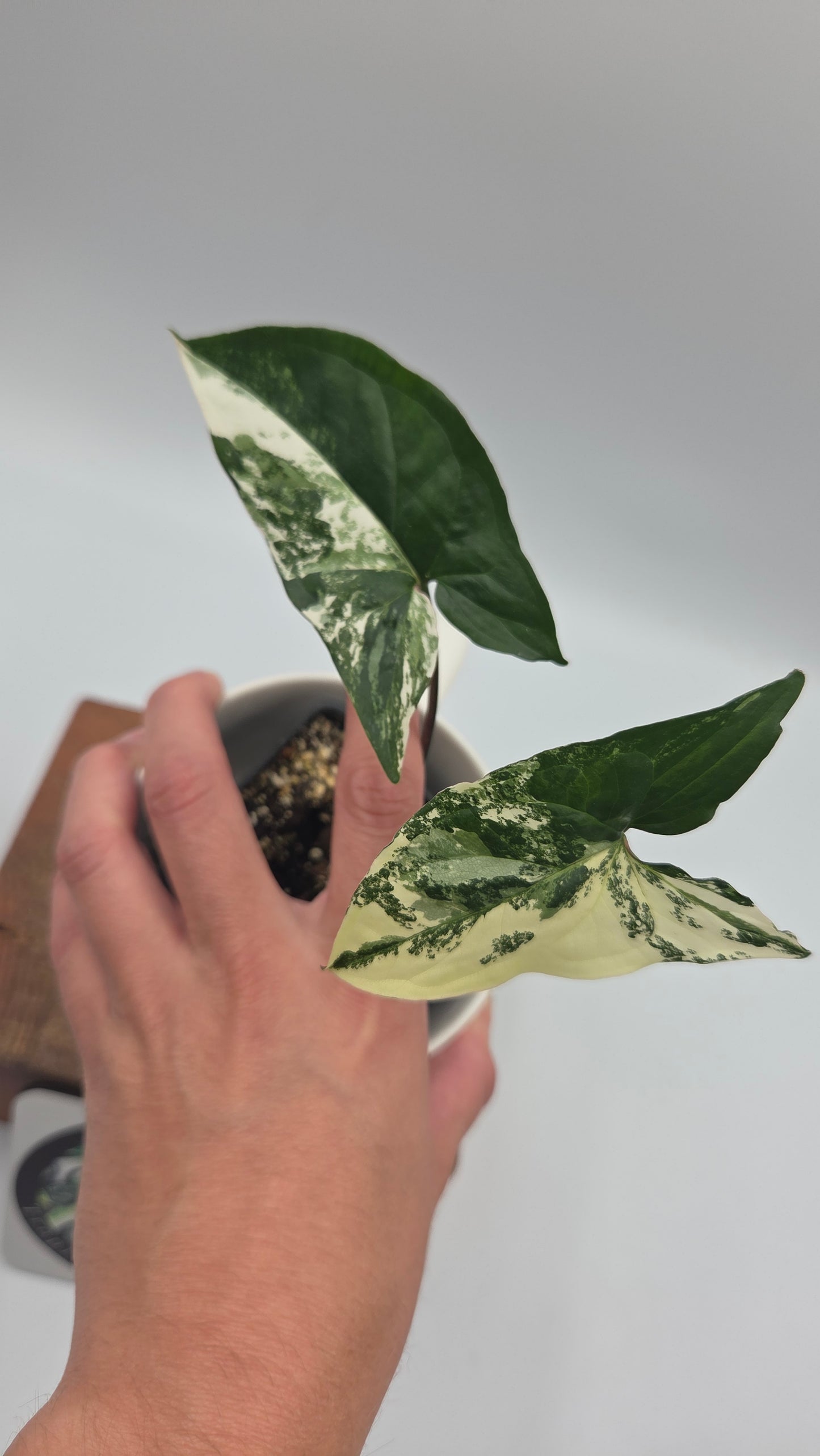 Syngonium Albo (SYN-512)
