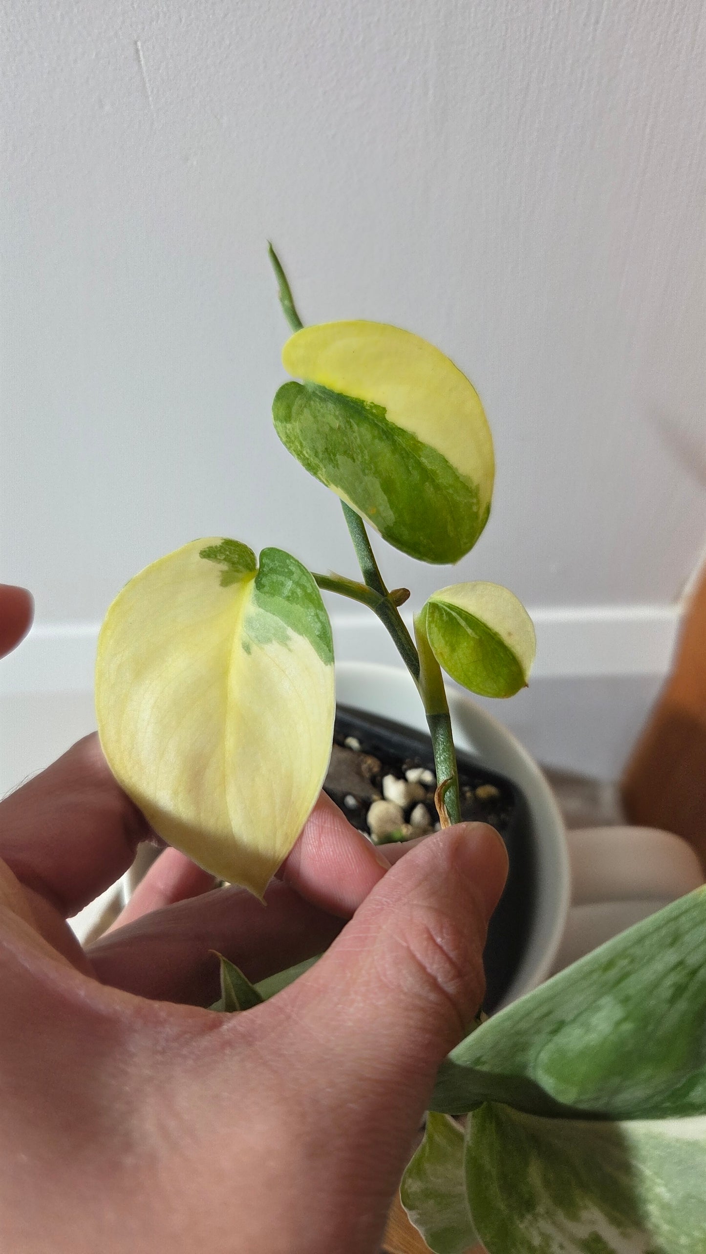 Scindapsus Silver Tattoo Variegata (SCI-698)