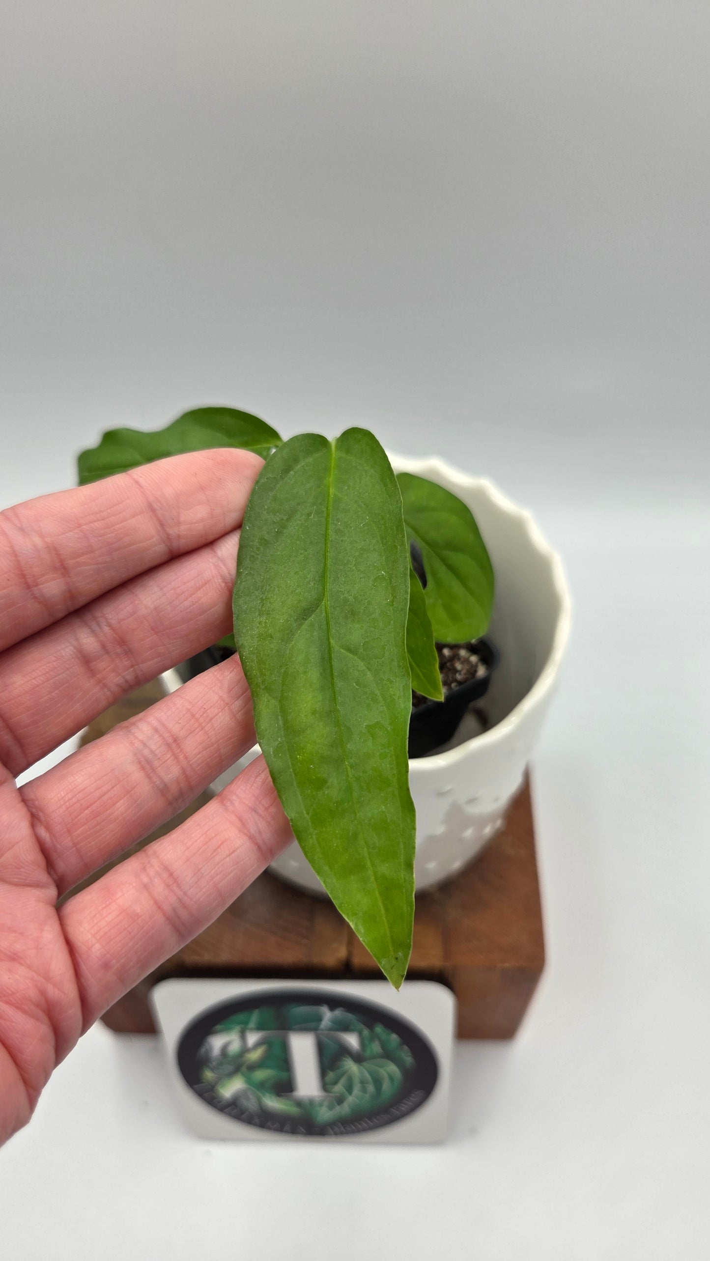 Monstera Obliqua Aff Amazonas (MON-558)