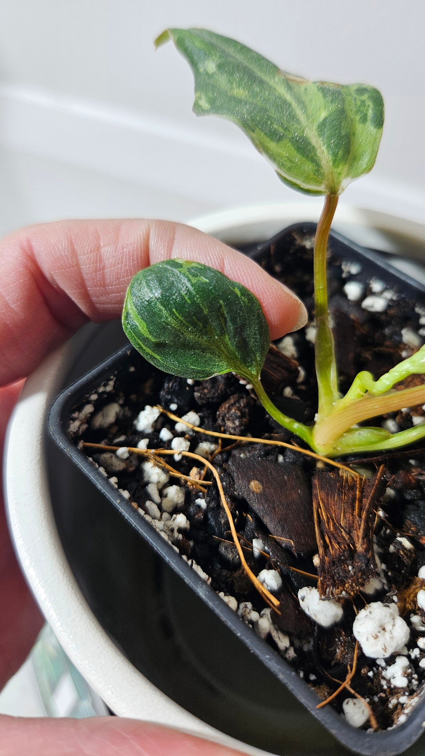 Philodendron Gloriosum "Snow leopard" (PHI-609)