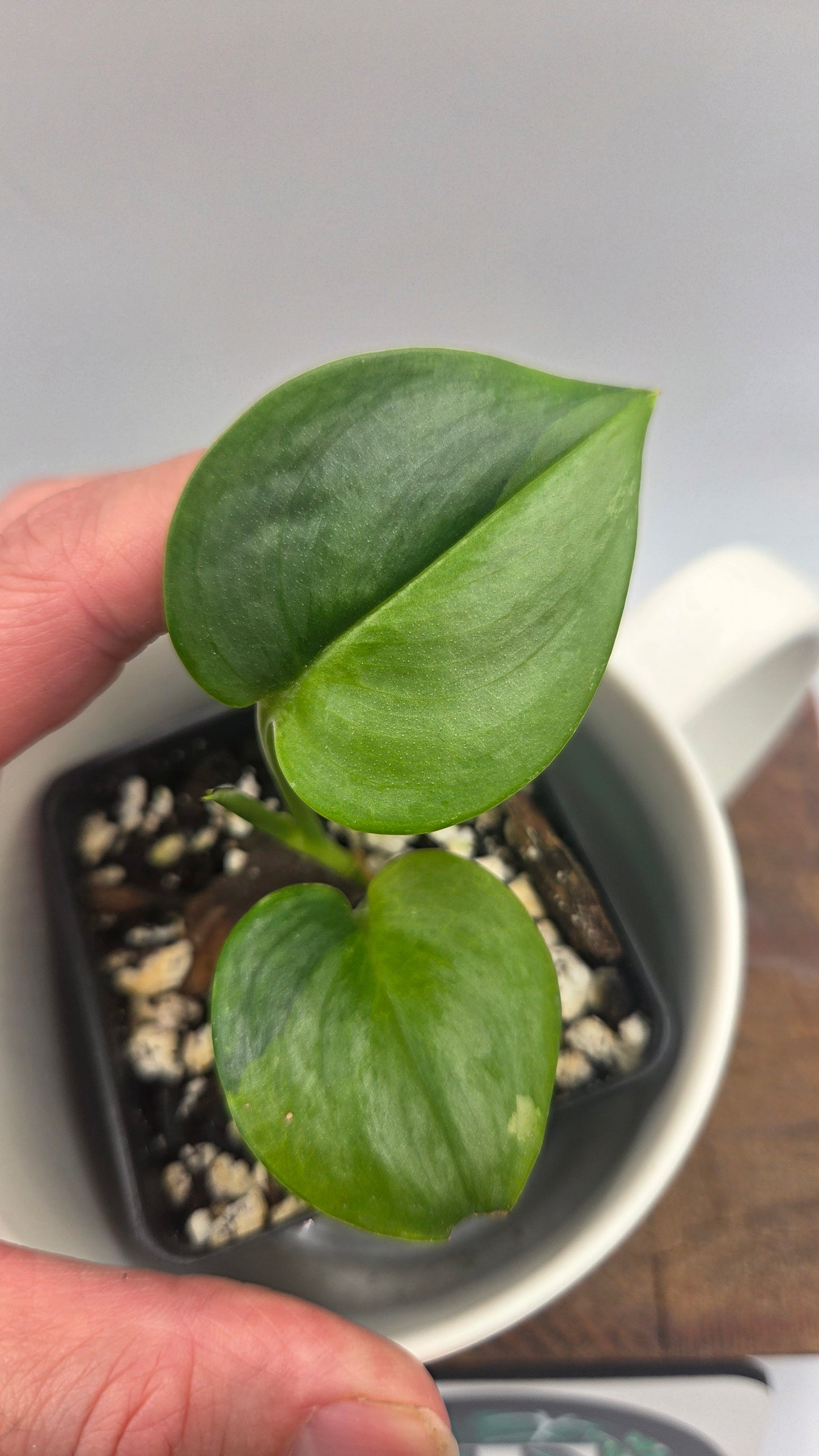 Scindapsus Treubii Bornéo "Green on green" (SCI-1469)
