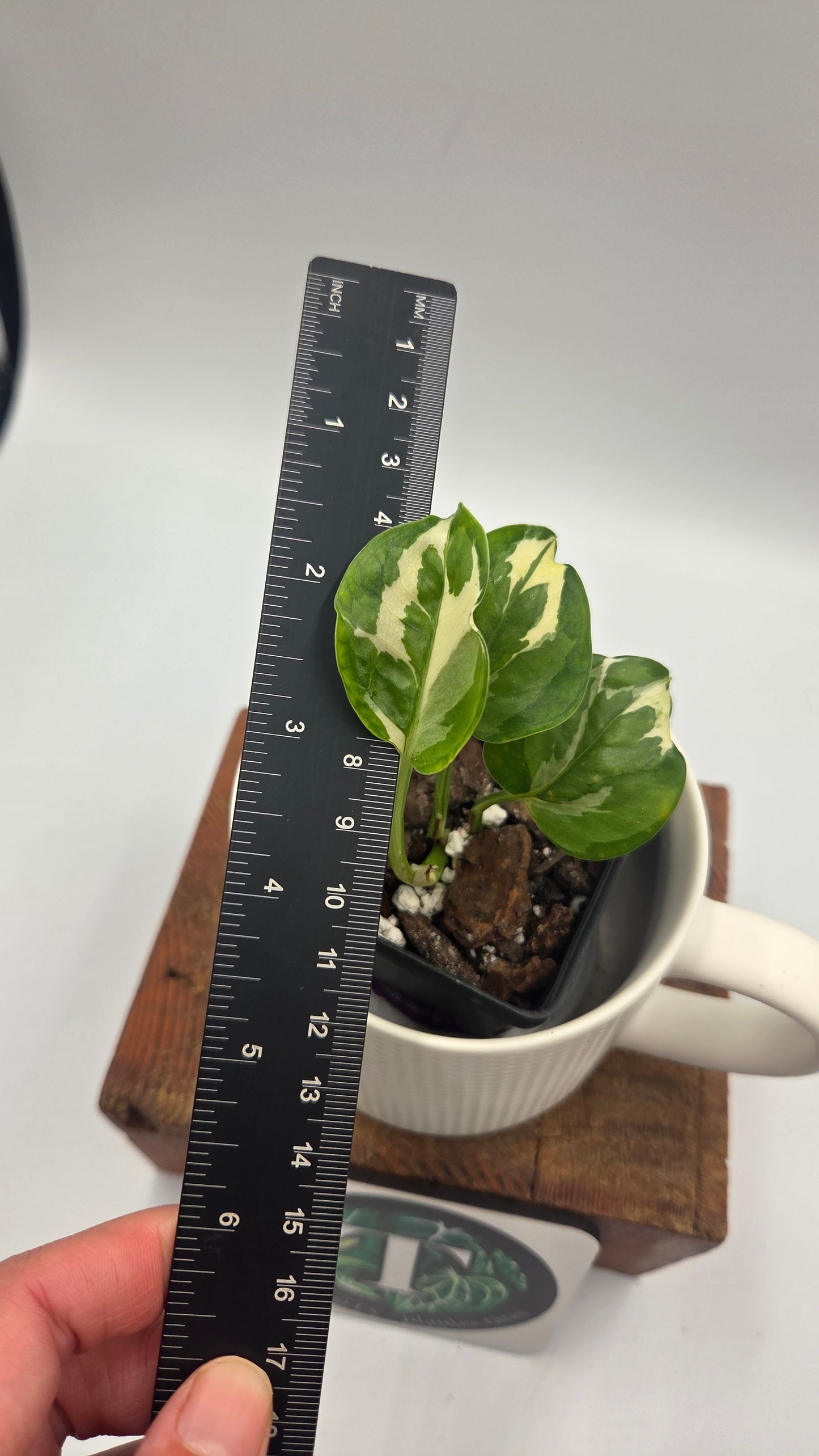 Epipremnum Aureum Glacier (EPI-246)