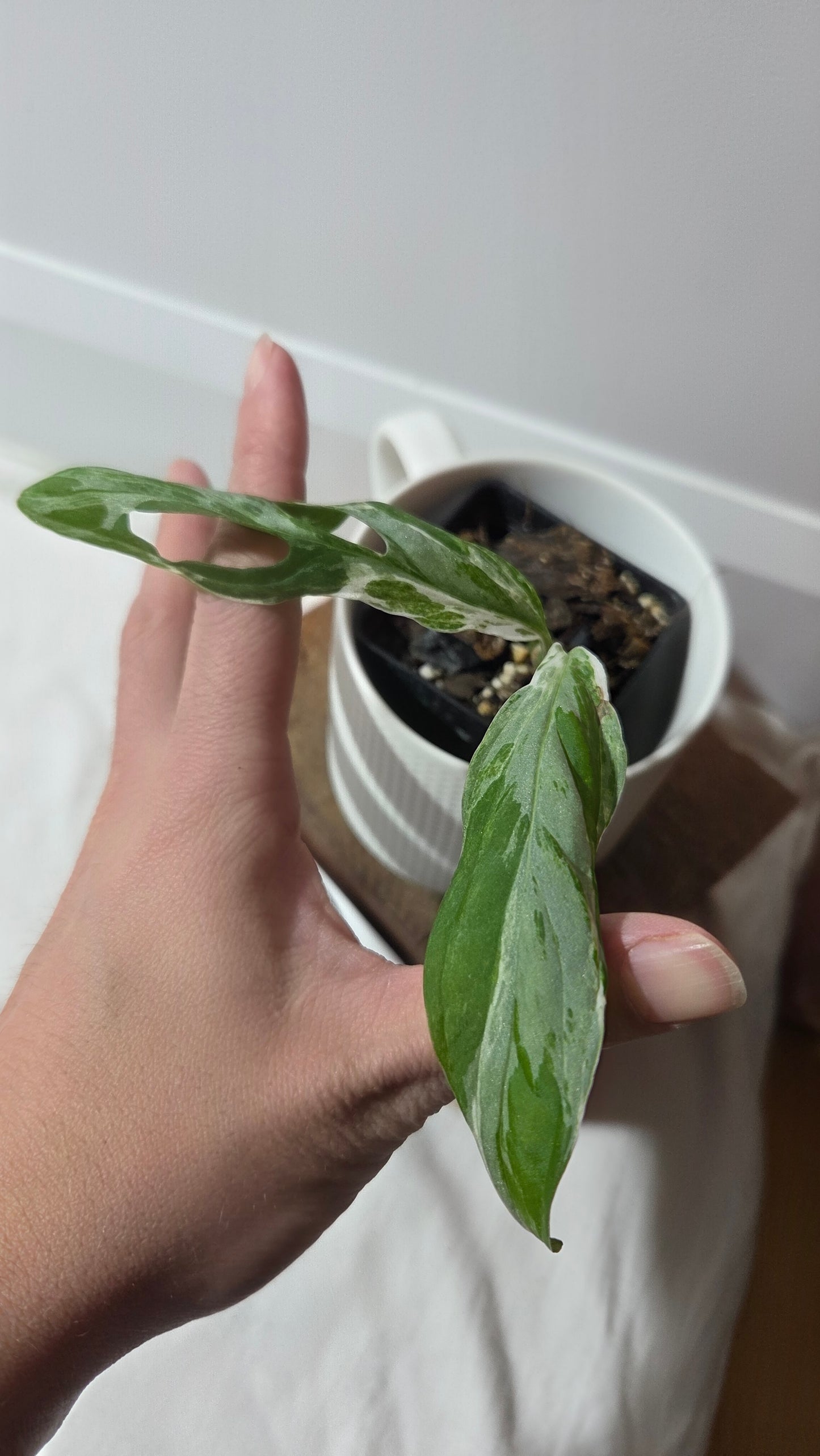 Monstera Andasonii Mint/Indo (MON-498)