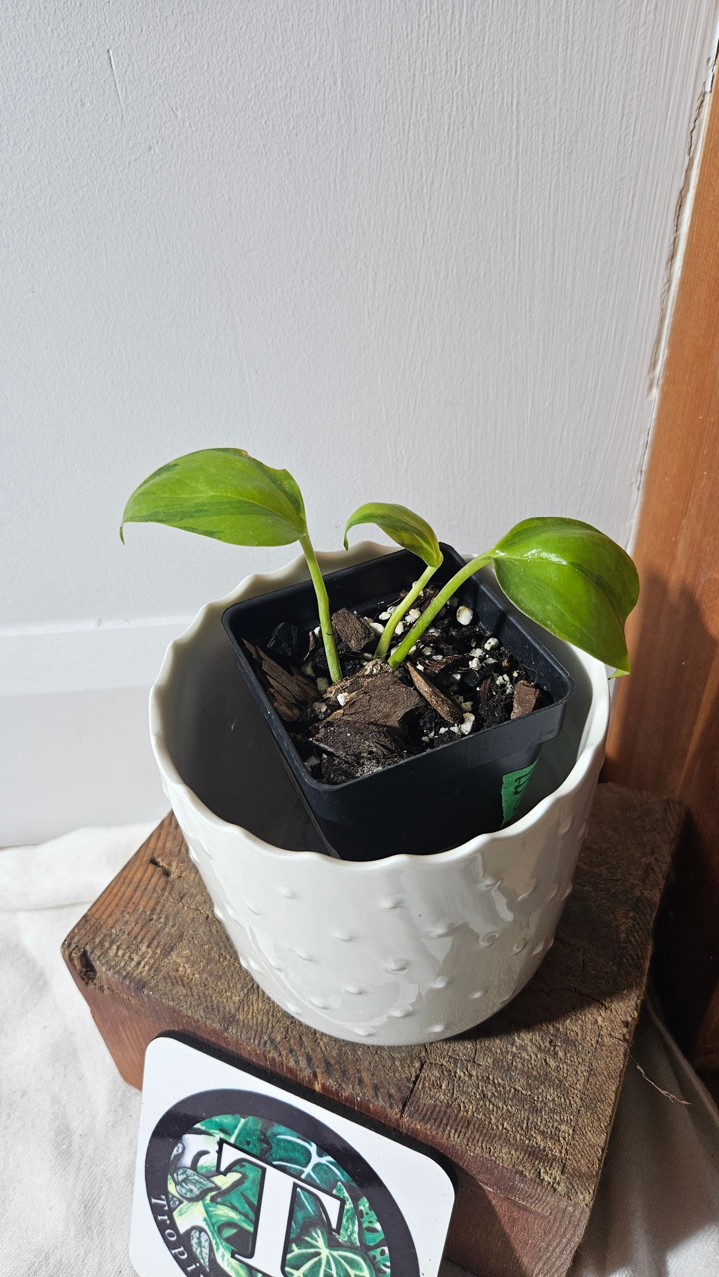 Epipremnum Aureum Neon Joy (EPI-208)
