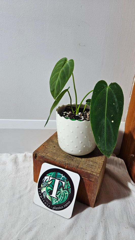 Anthurium Cirinoi X Forgetti "format PETIT" (ANT-435)