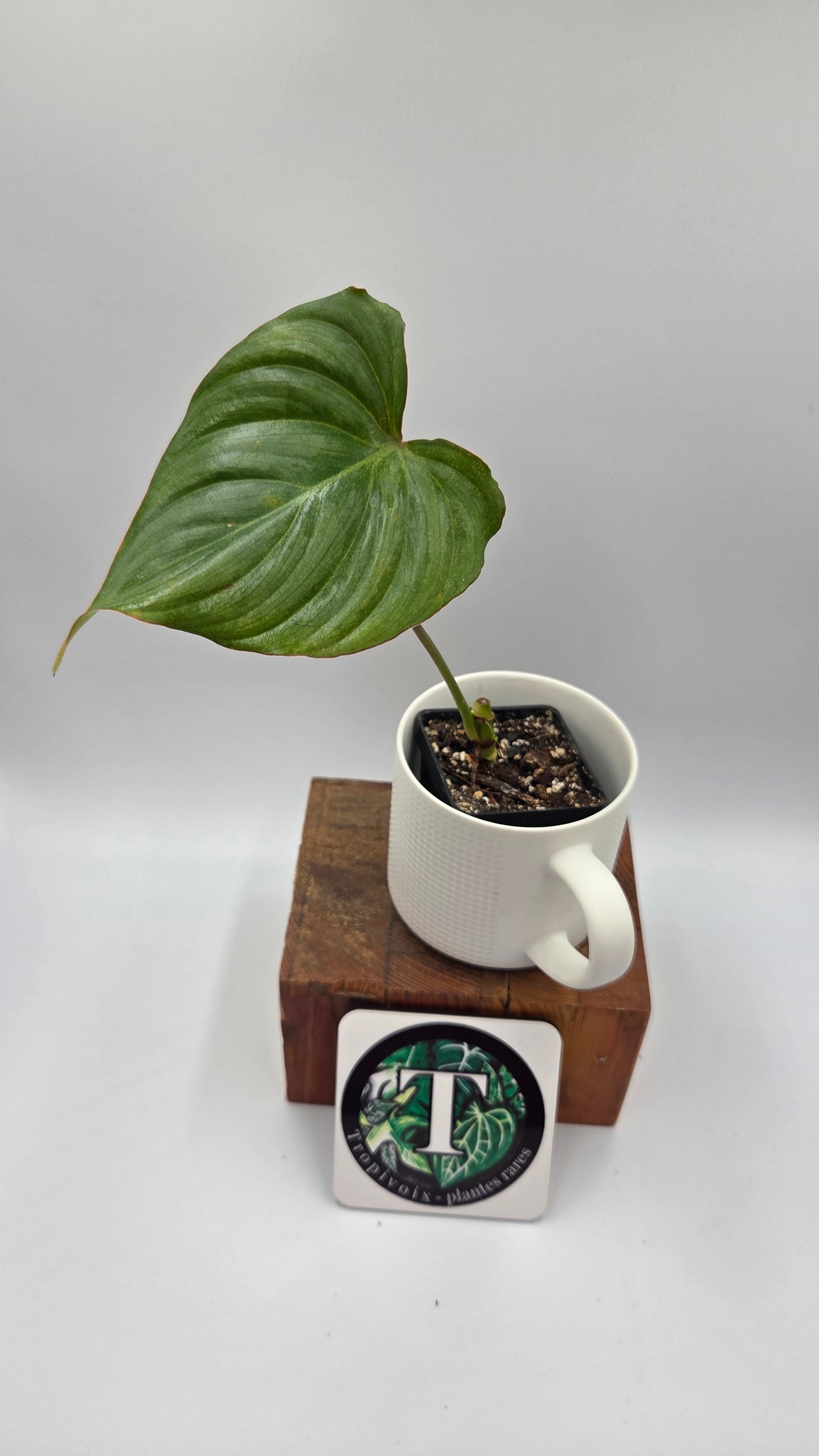 Philodendron Gloriosum Platinum (PHI-1031)