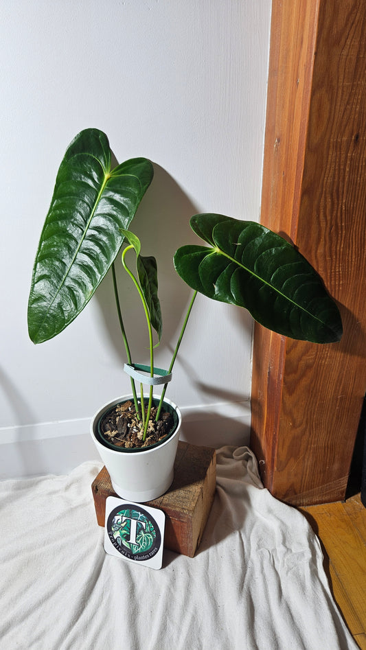 Anthurium Veitchii "format LARGE" (ANT-202)