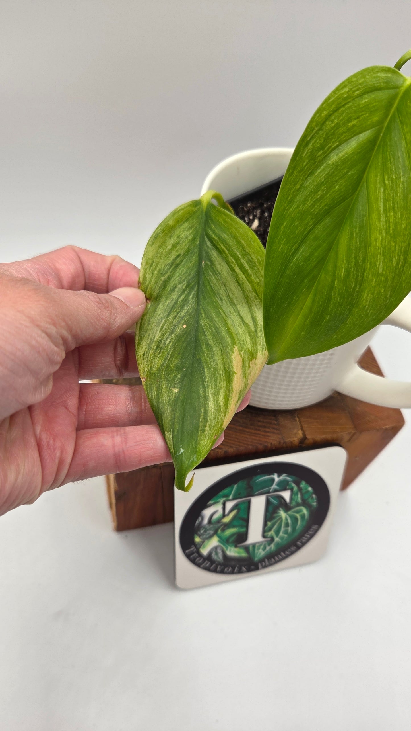 Scindapsus Longistipitatum Mint (SCI-1316)