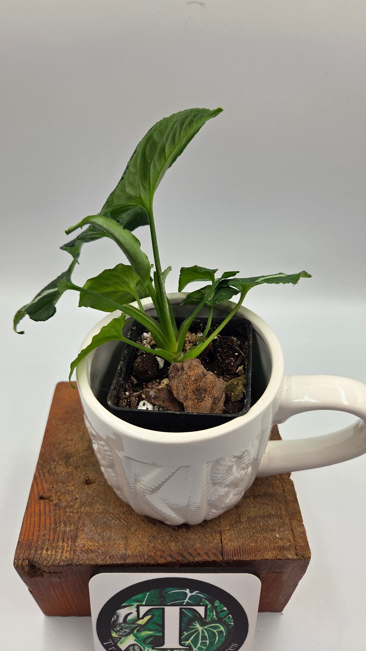 Syngonium Wendlandii "Southern Star"(SYN-523)
