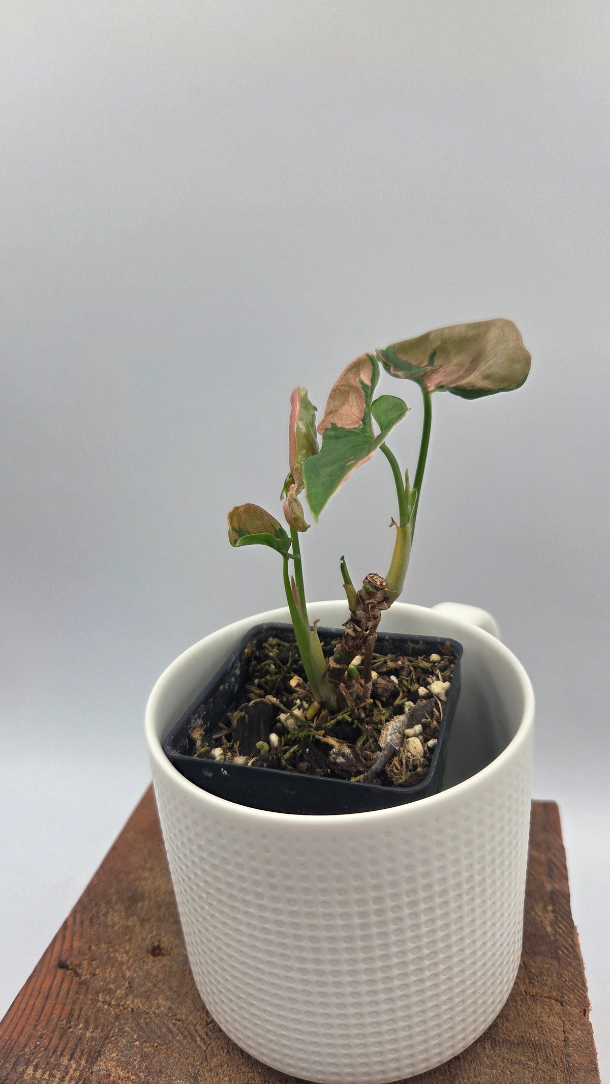 Syngonium Pink Lava (SYN-275)