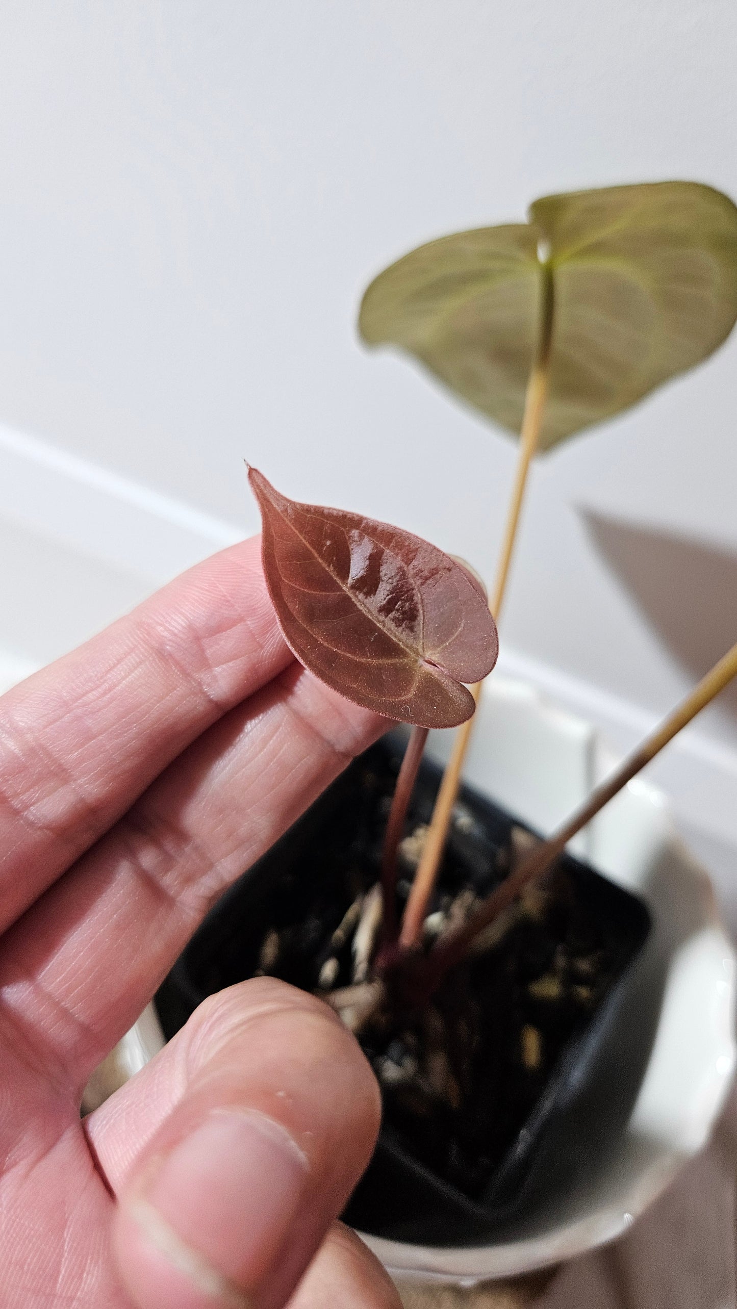 Anthurium BVIT "format MOYEN" (ANT-119)