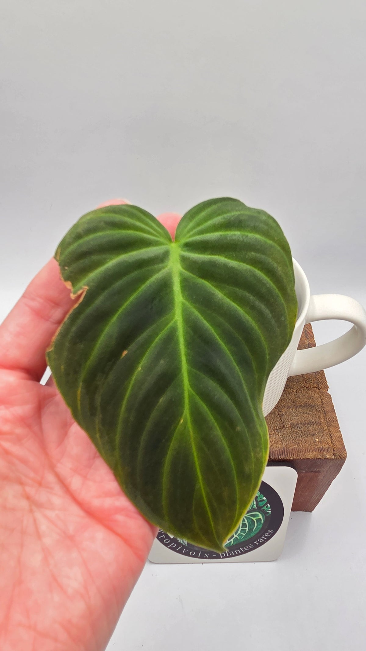 Philodendron Splendide (PHI-1095)