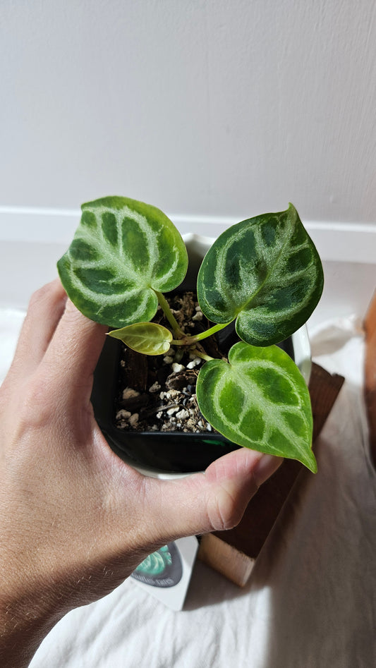 Anthurium Dorayaki Silver "format PETIT"( ANT-582)