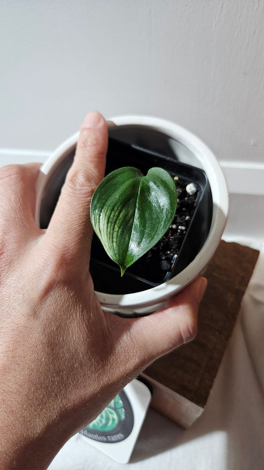 Scindapsus White Monster (SCI-1094)