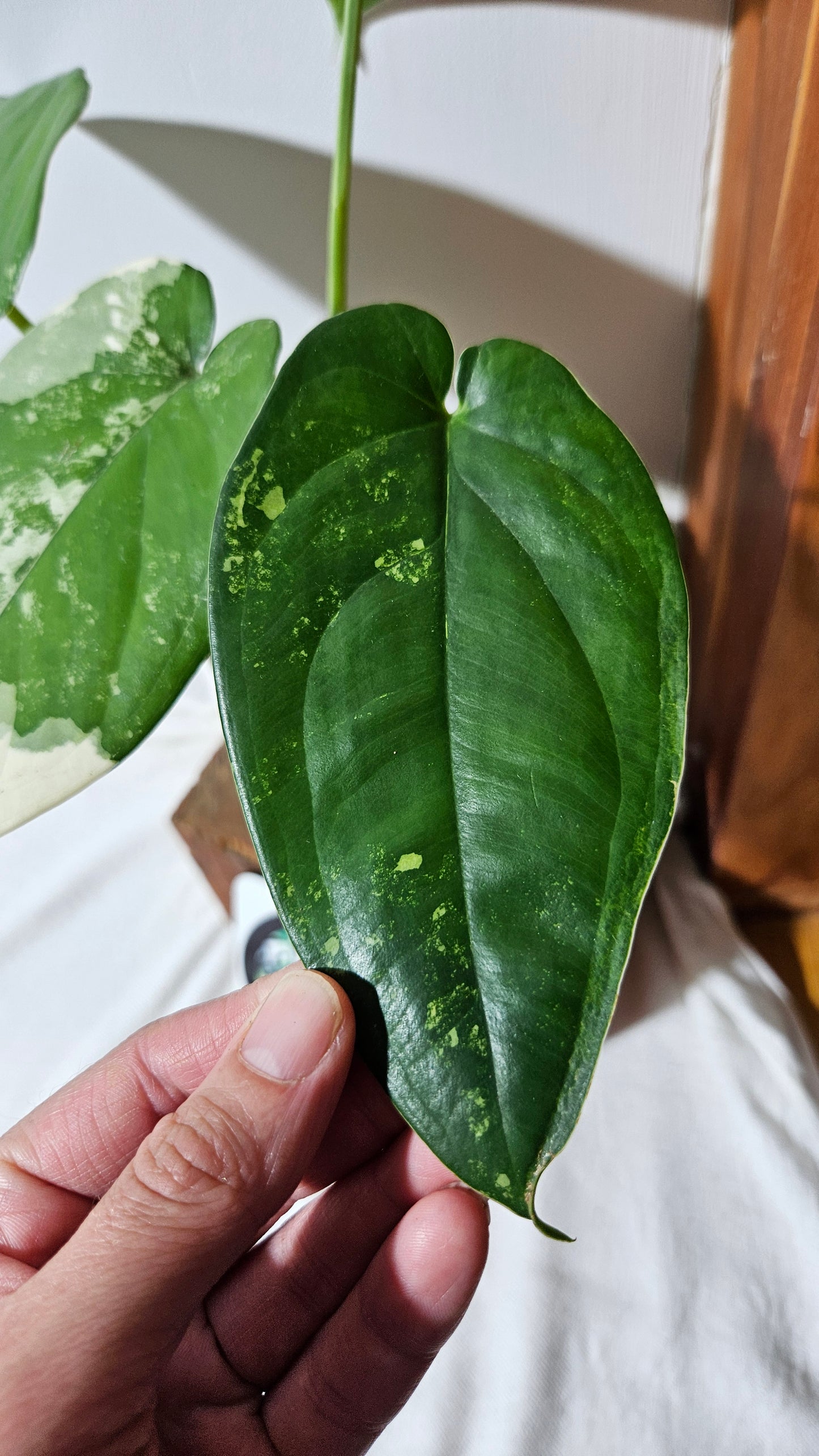 Syngonium Chiapense Albo (SYN-451)