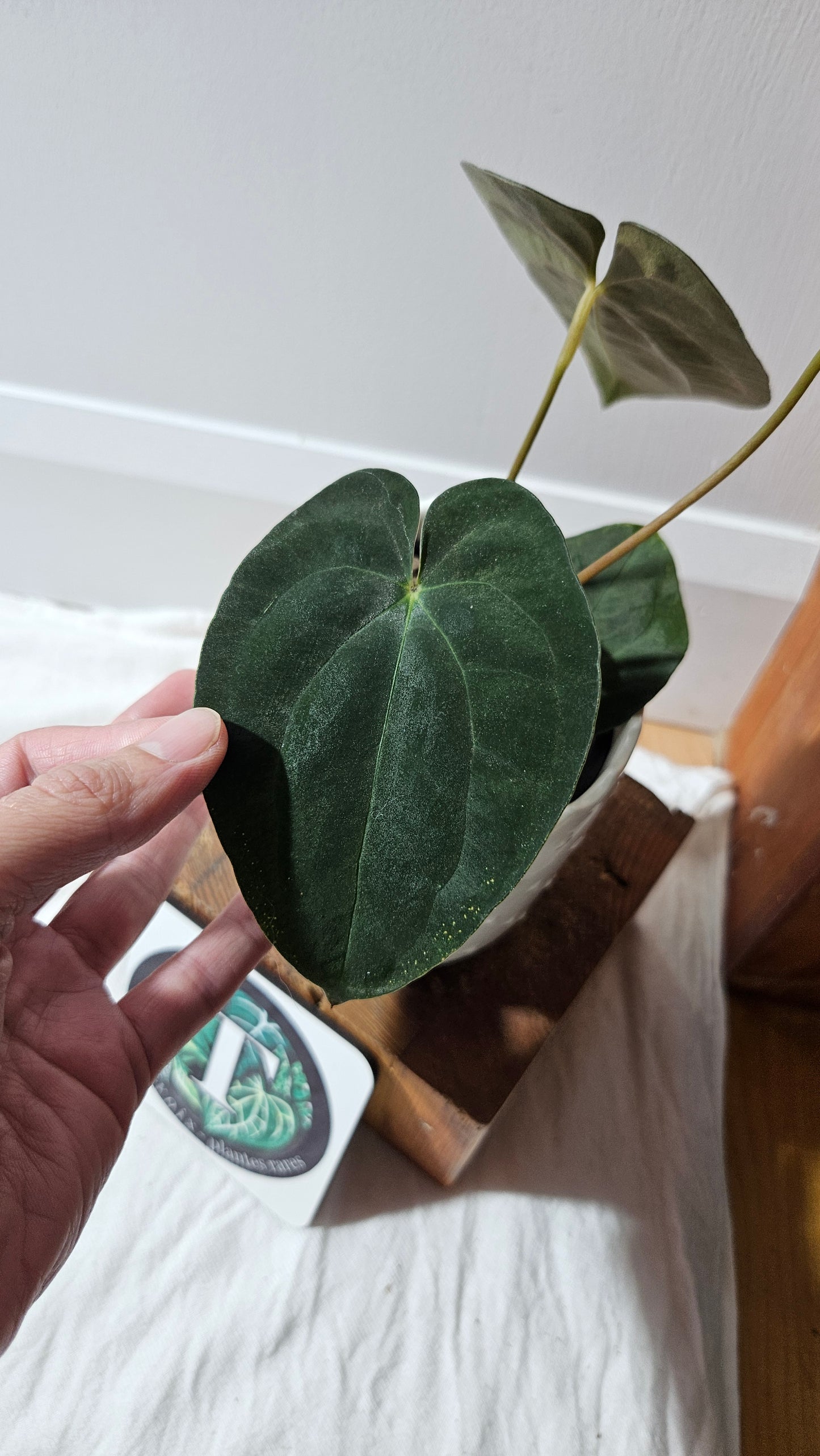 Anthurium  Papillilaminum (d'équateur) "format MOYEN" (ANT-611)