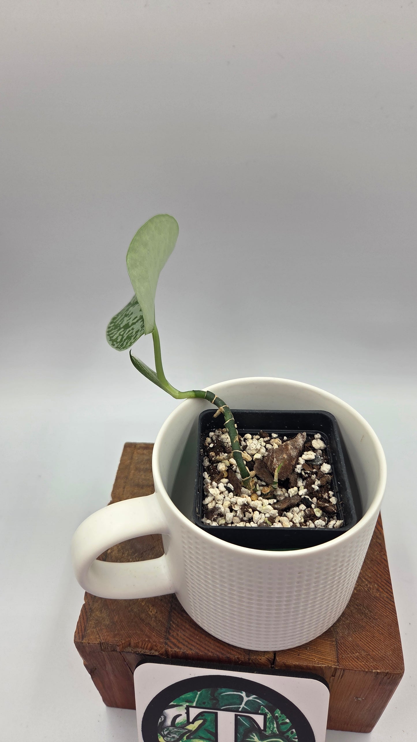 Scindapsus Silver Queen (SCI-950)