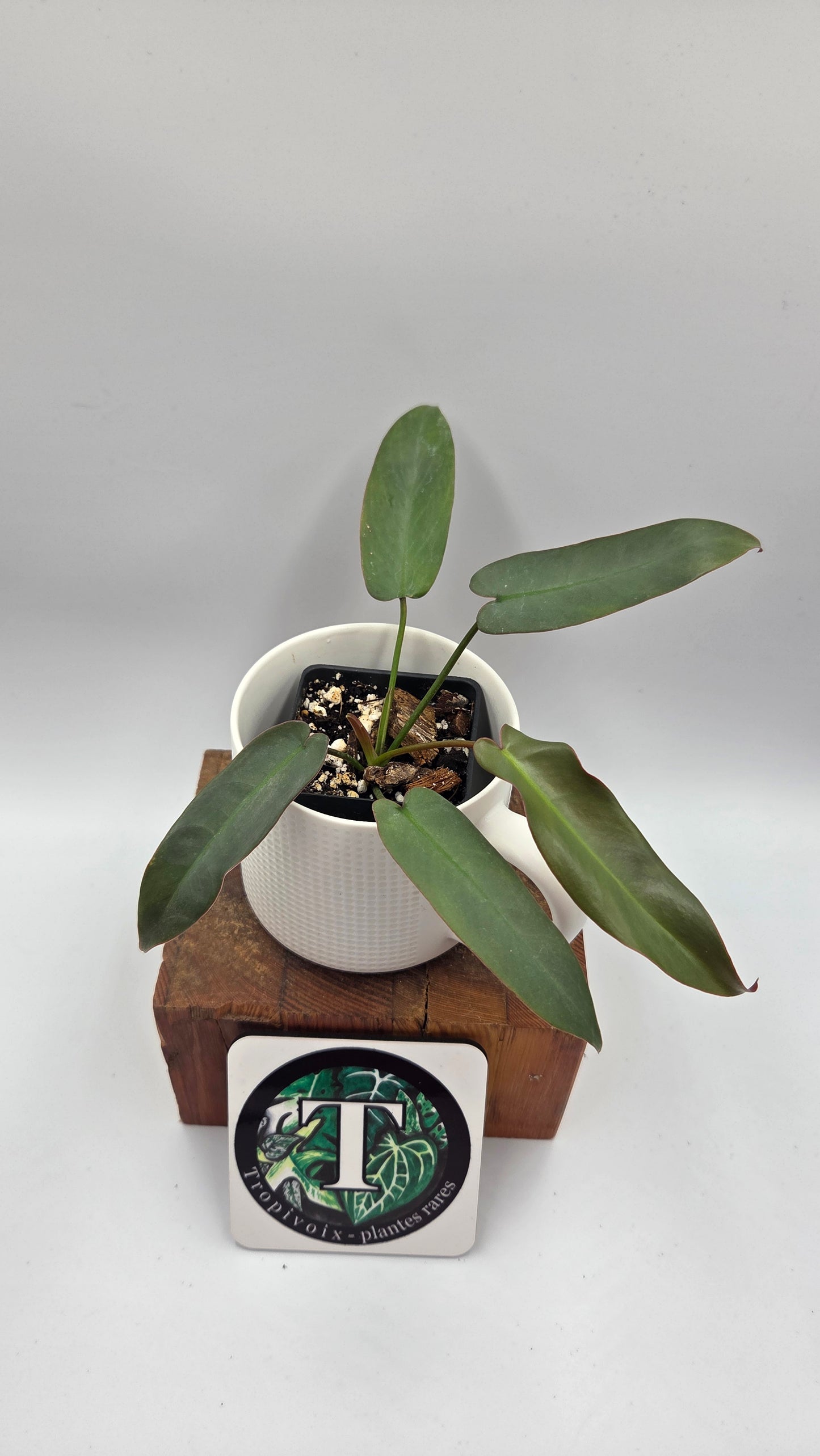 Philodendron Atabenpoense (PHI-1030)