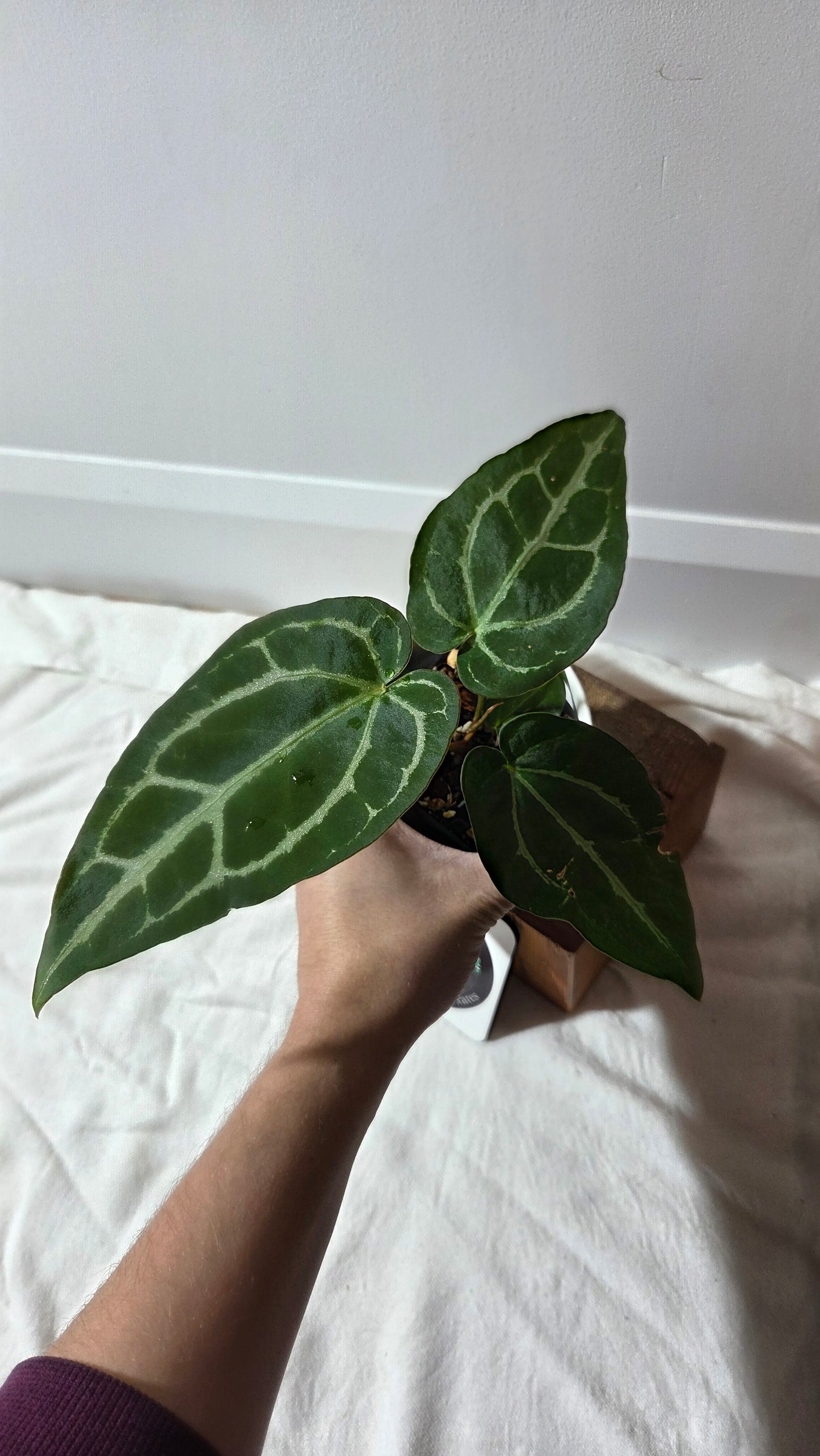 Anthurium Crystallinum Chocolate X Michelle "format MOYEN" (ANT-672)