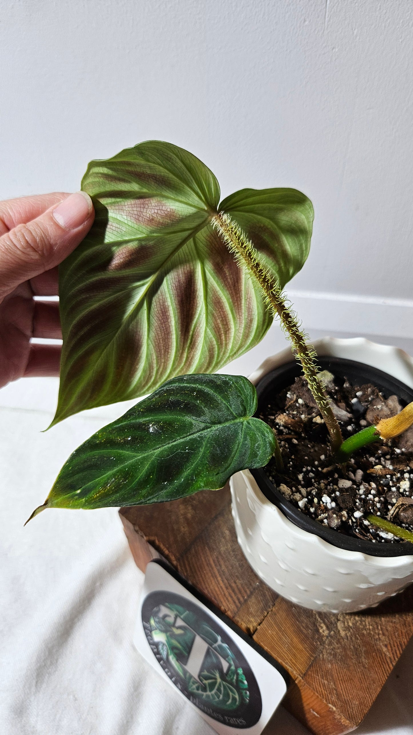Philodendron Verrucosum Glow (PHI-809)