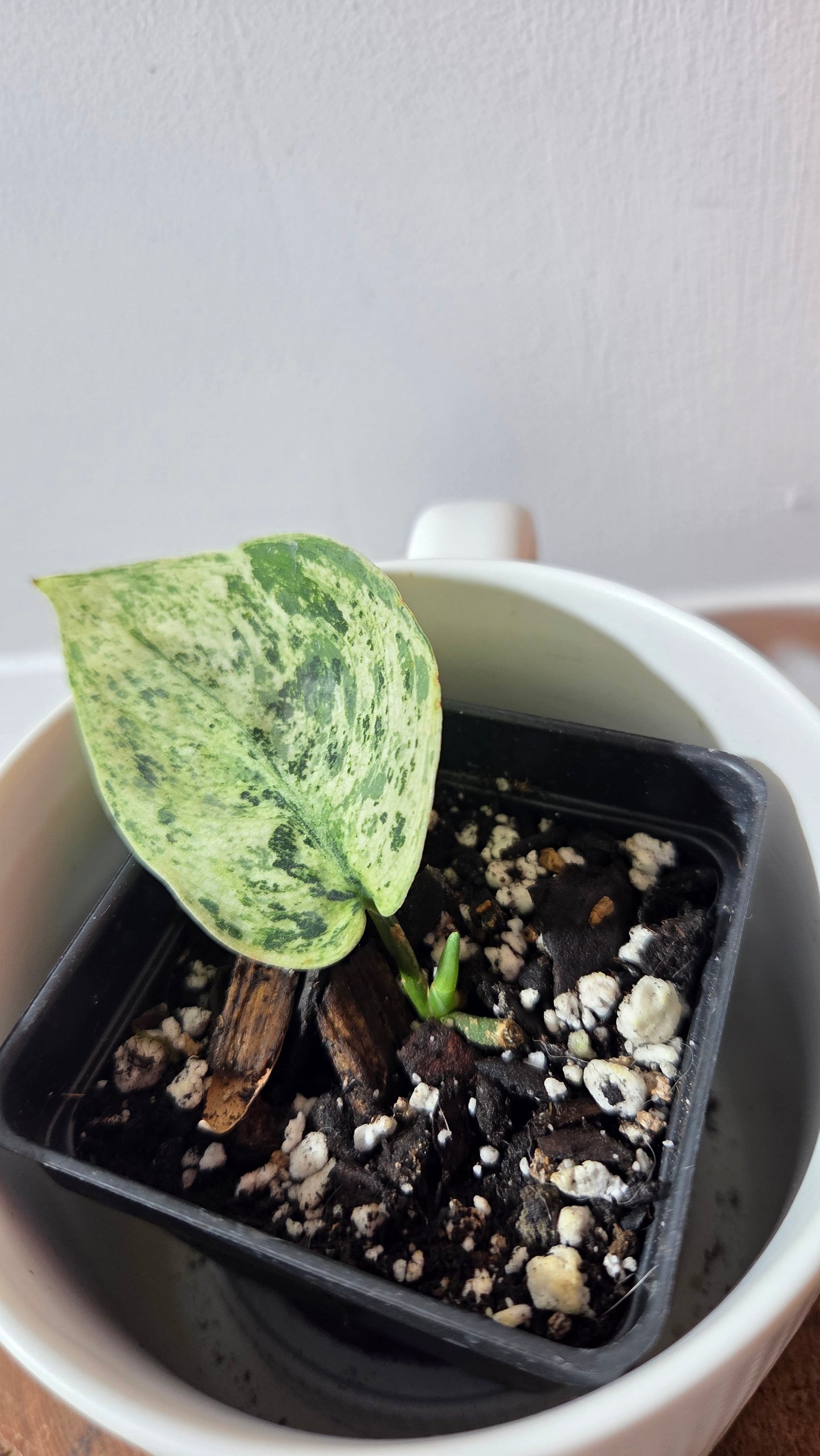 Scindapsus Silver Cloud variegata (SCI-1364)