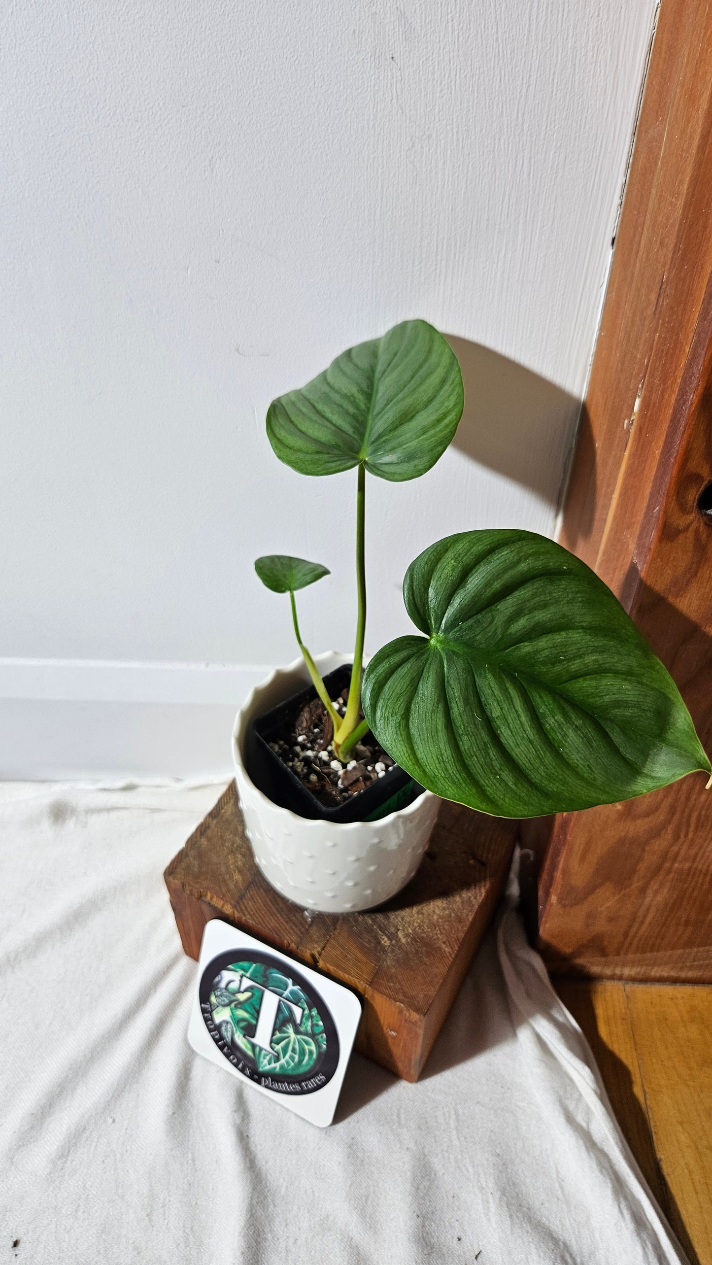 Philodendron Pastazanum Platinum (PHI-827)