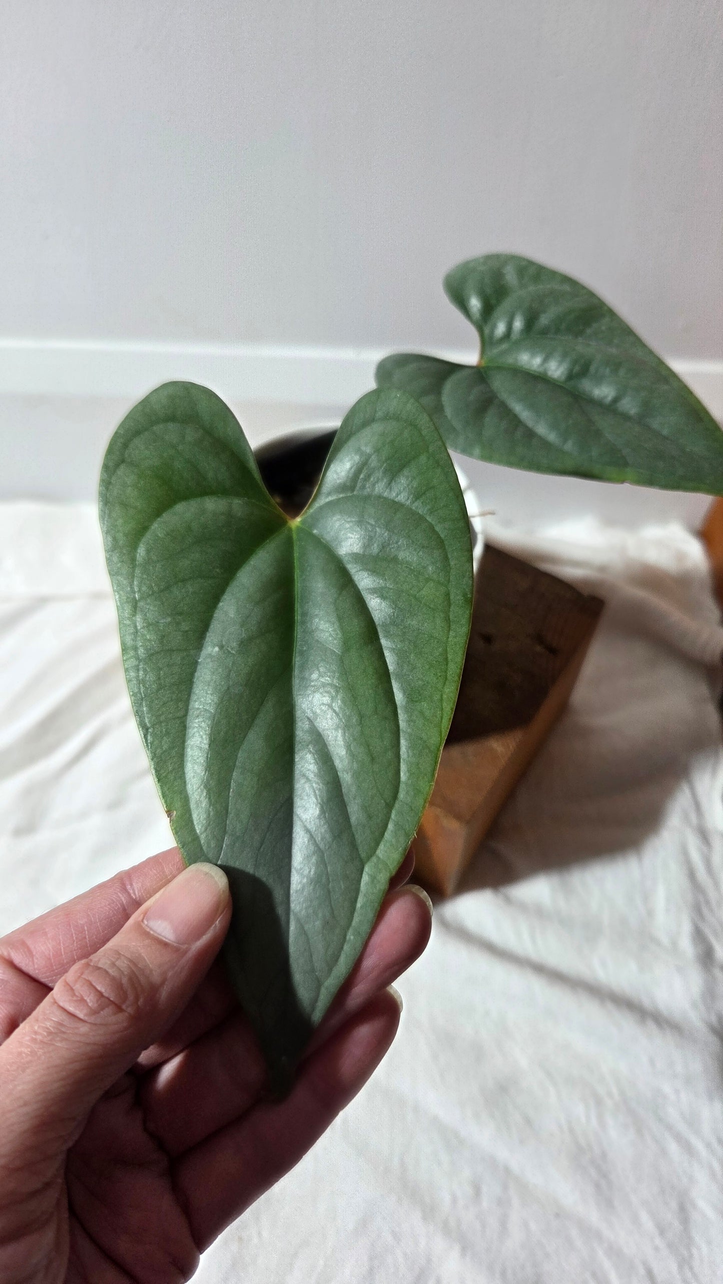 Anthurium Salgarense aff Silver Peru"format MOYEN" (ANT-657)