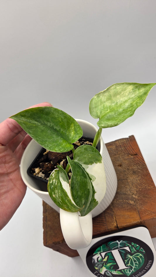 Scindapsus Silver Tattoo Variegata (SCI-817)