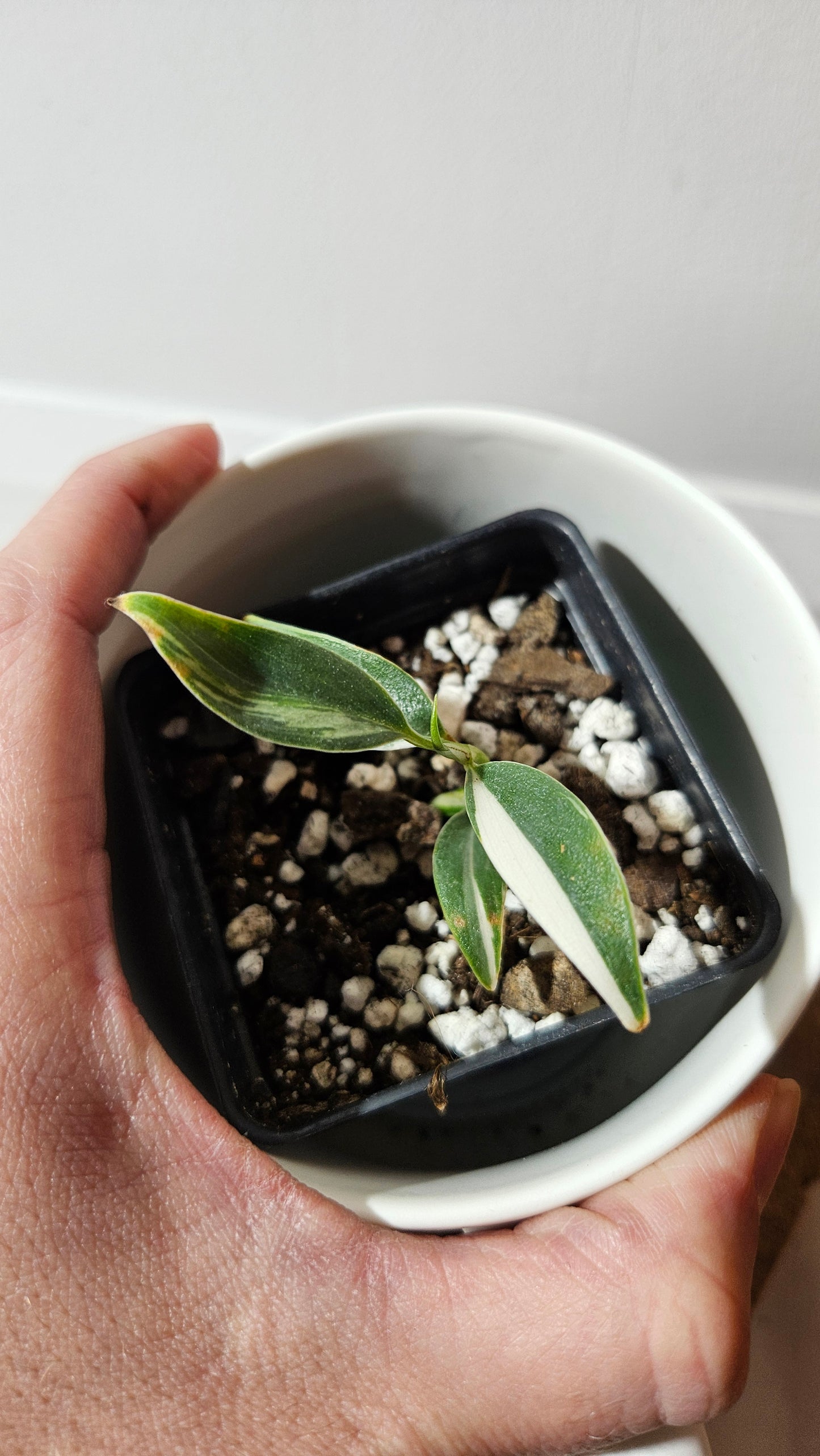 Scindapsus Hederaceus Blue Albo (SCI-1340)