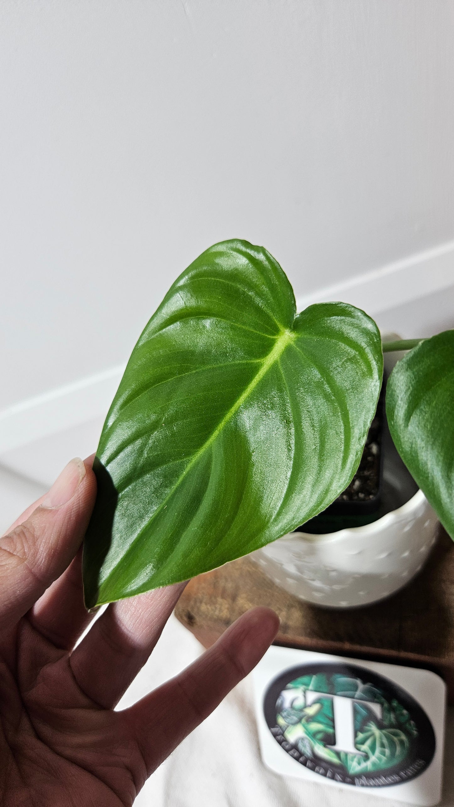 Philodendron Pastazanum (PHI-587)