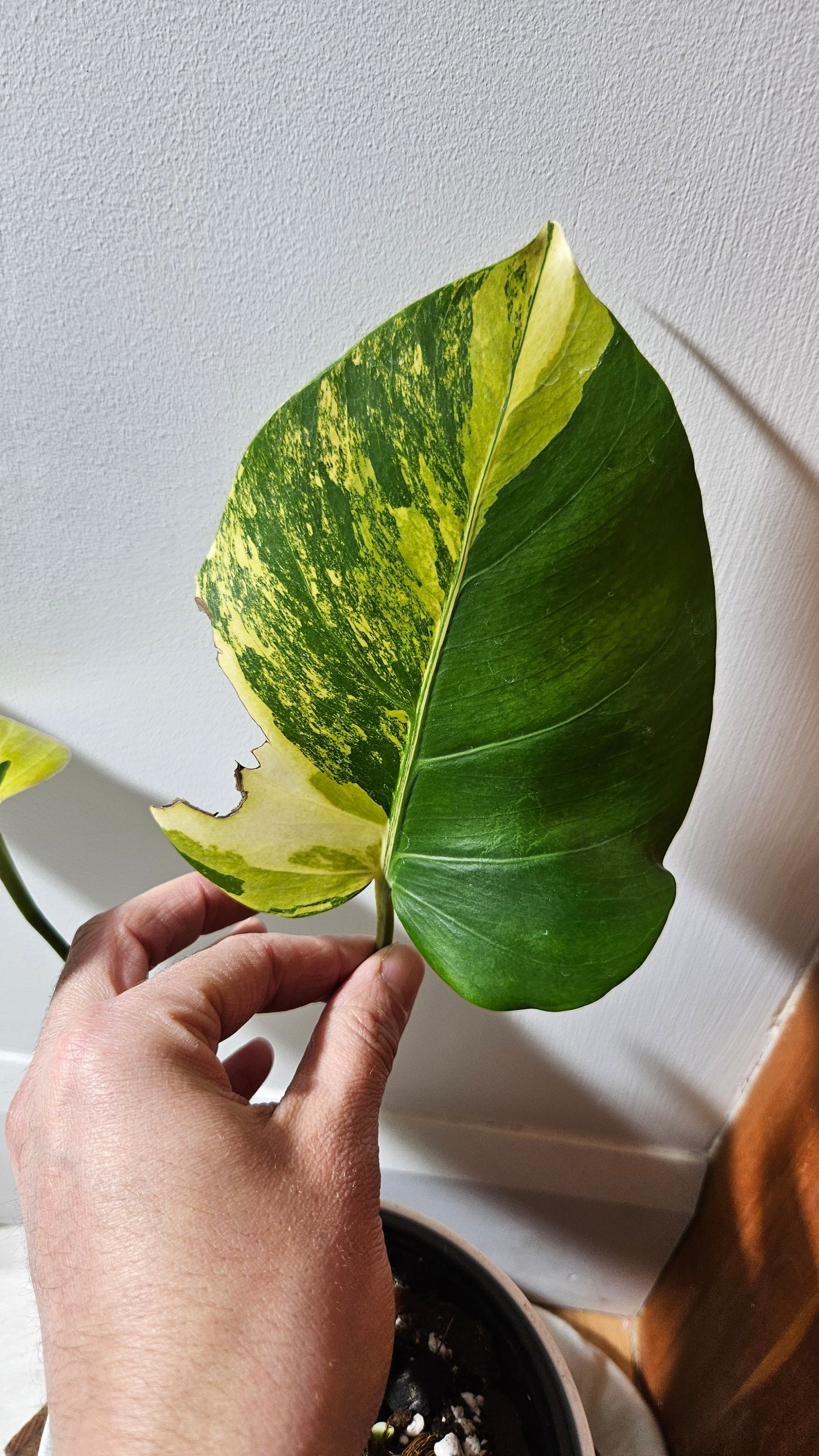 Monstera Aurea (MON-364)