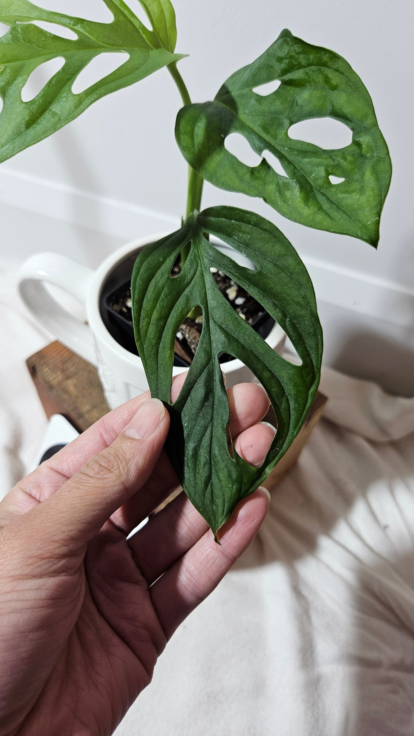 Monstera Acuminata (MON-226)