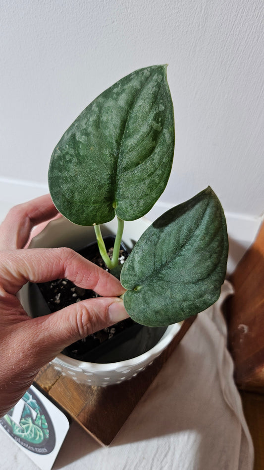 Scindapsus Dark Splash Bornéo (SCI-1019)