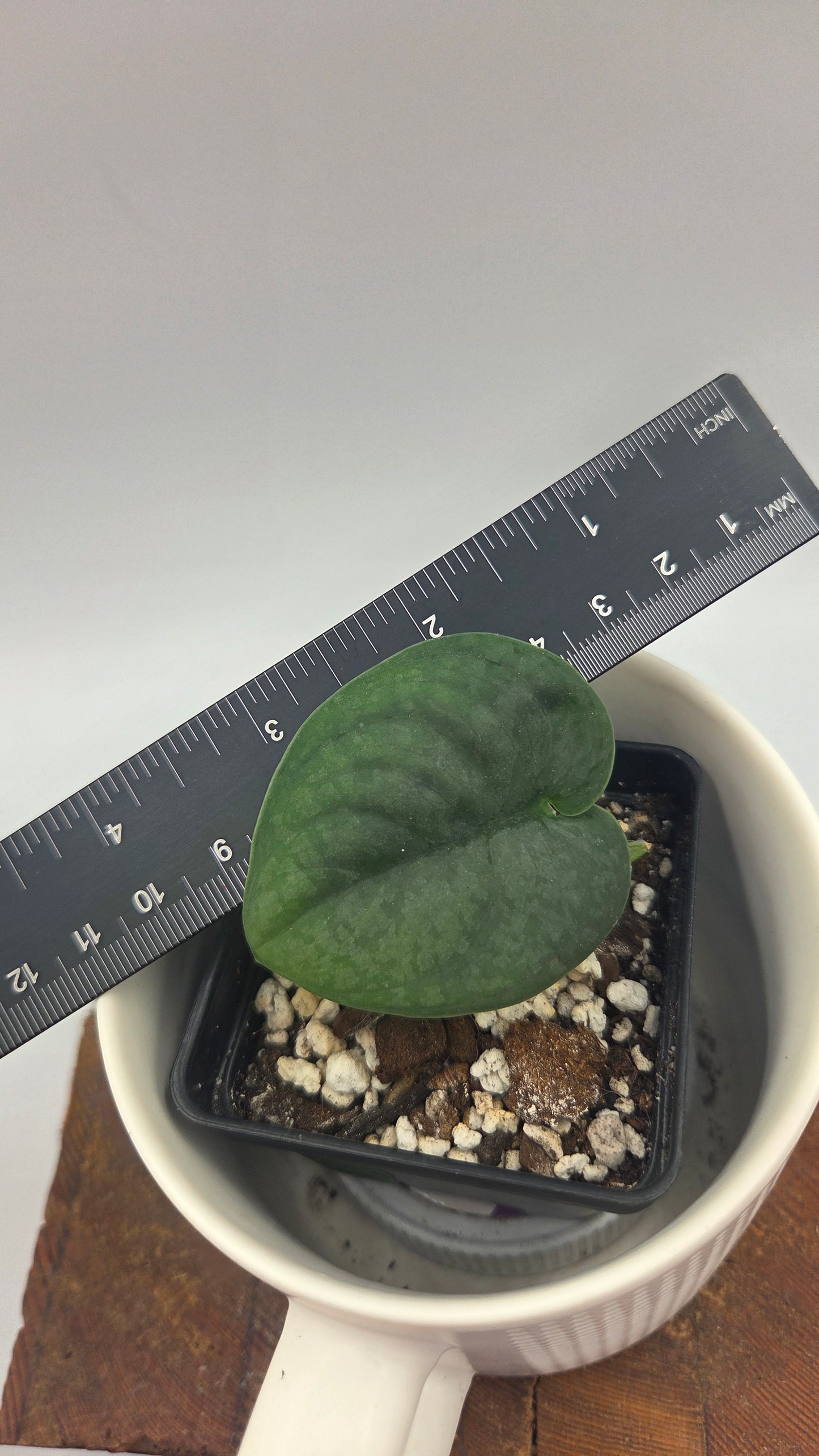 Scindapsus Dark Splash Bornéo (SCI-1499)